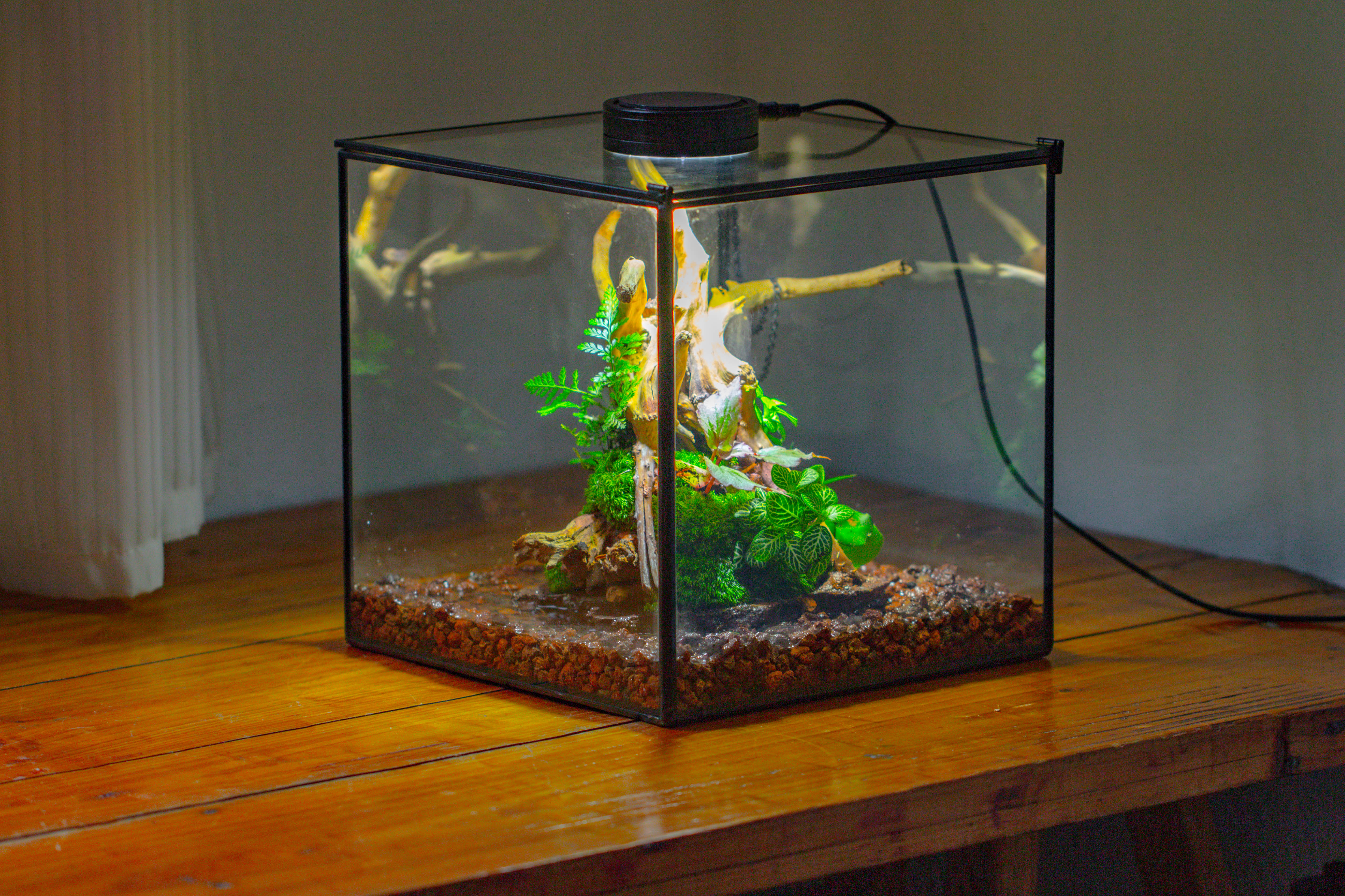 10x10x10 in Handmade Watertight Glass Terrarium with Lid - NCYPgarden