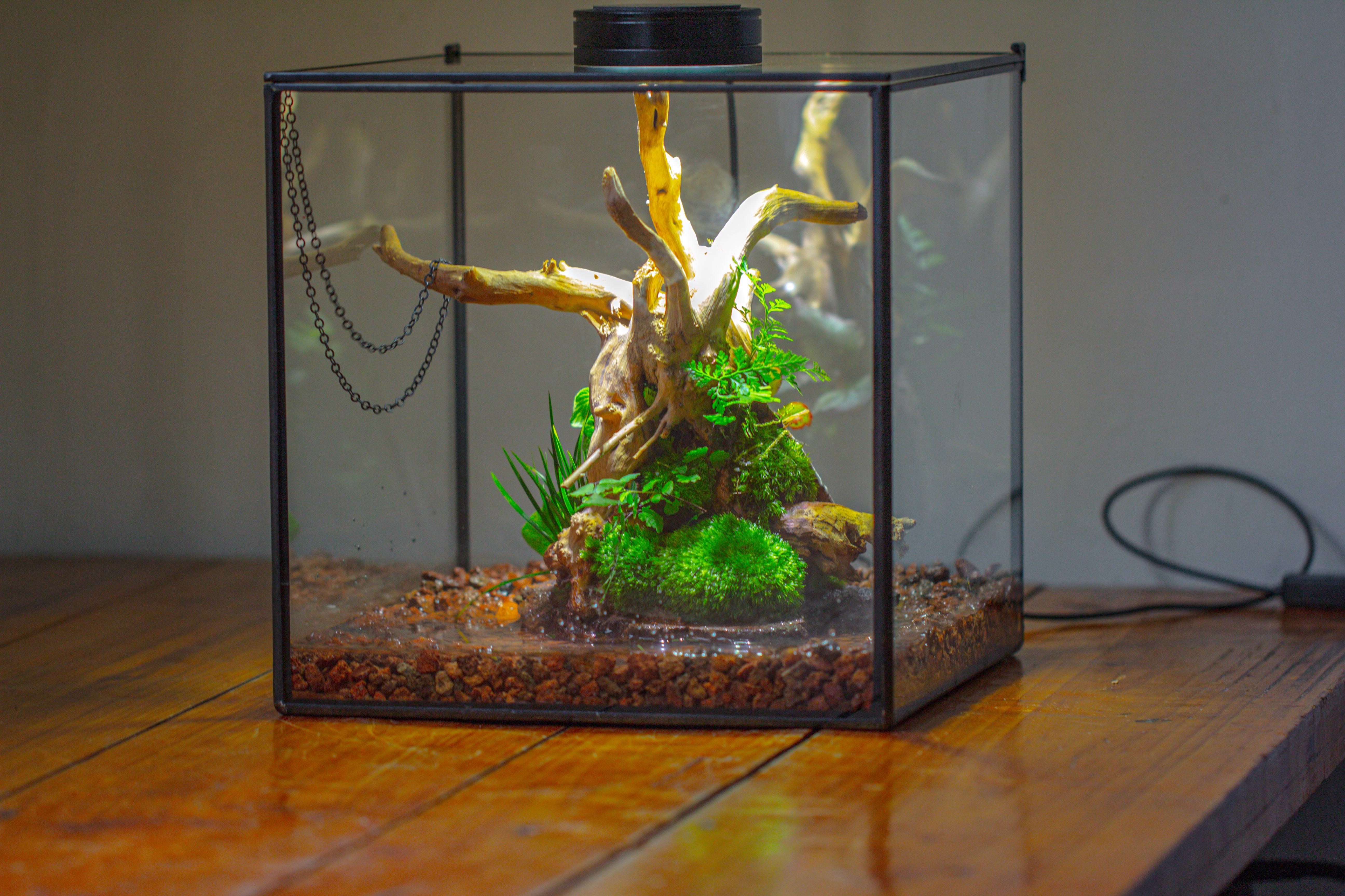 10x10x10 in Handmade Watertight Glass Terrarium with Lid - NCYPgarden