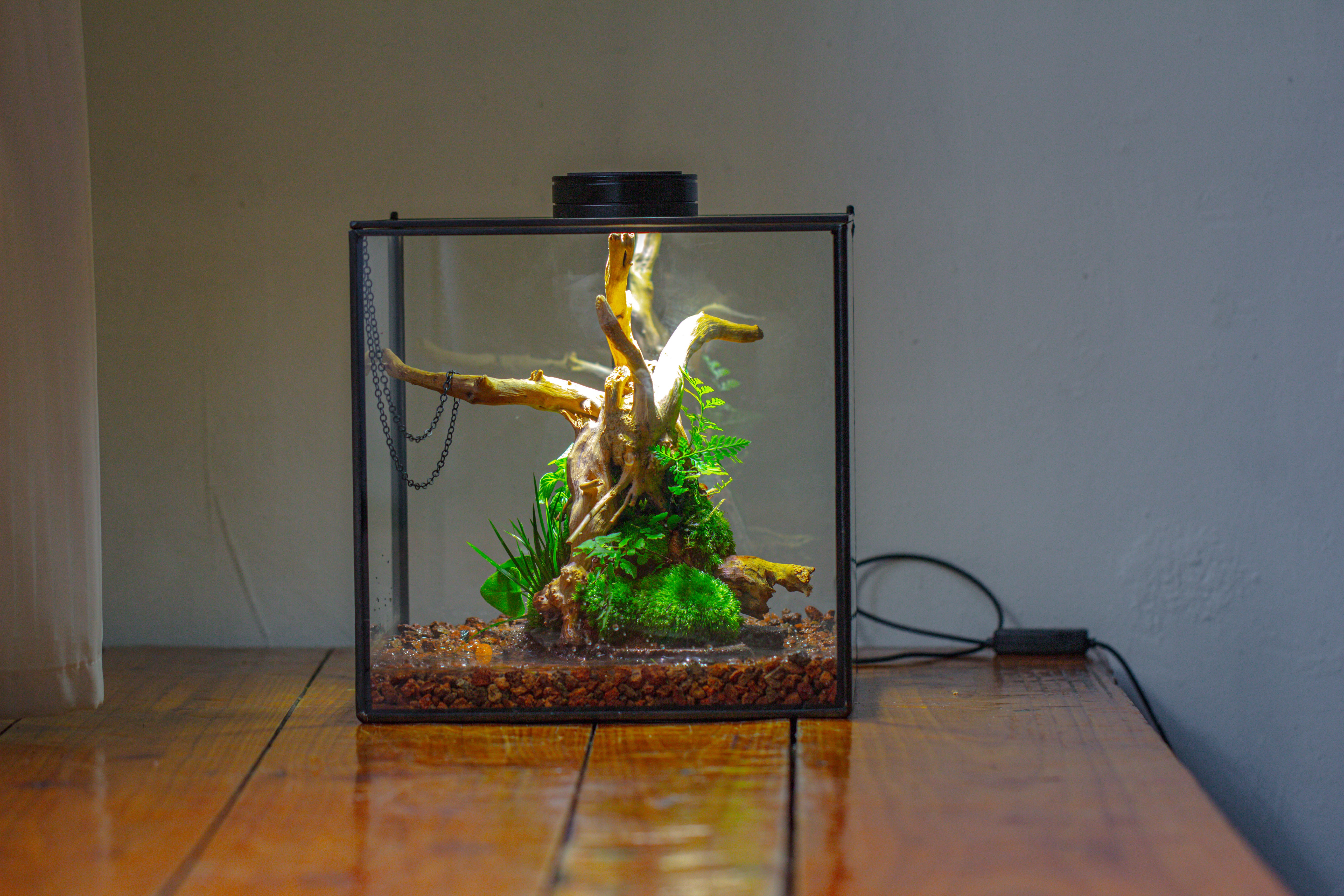 10x10x10 in Handmade Watertight Glass Terrarium with Lid - NCYPgarden
