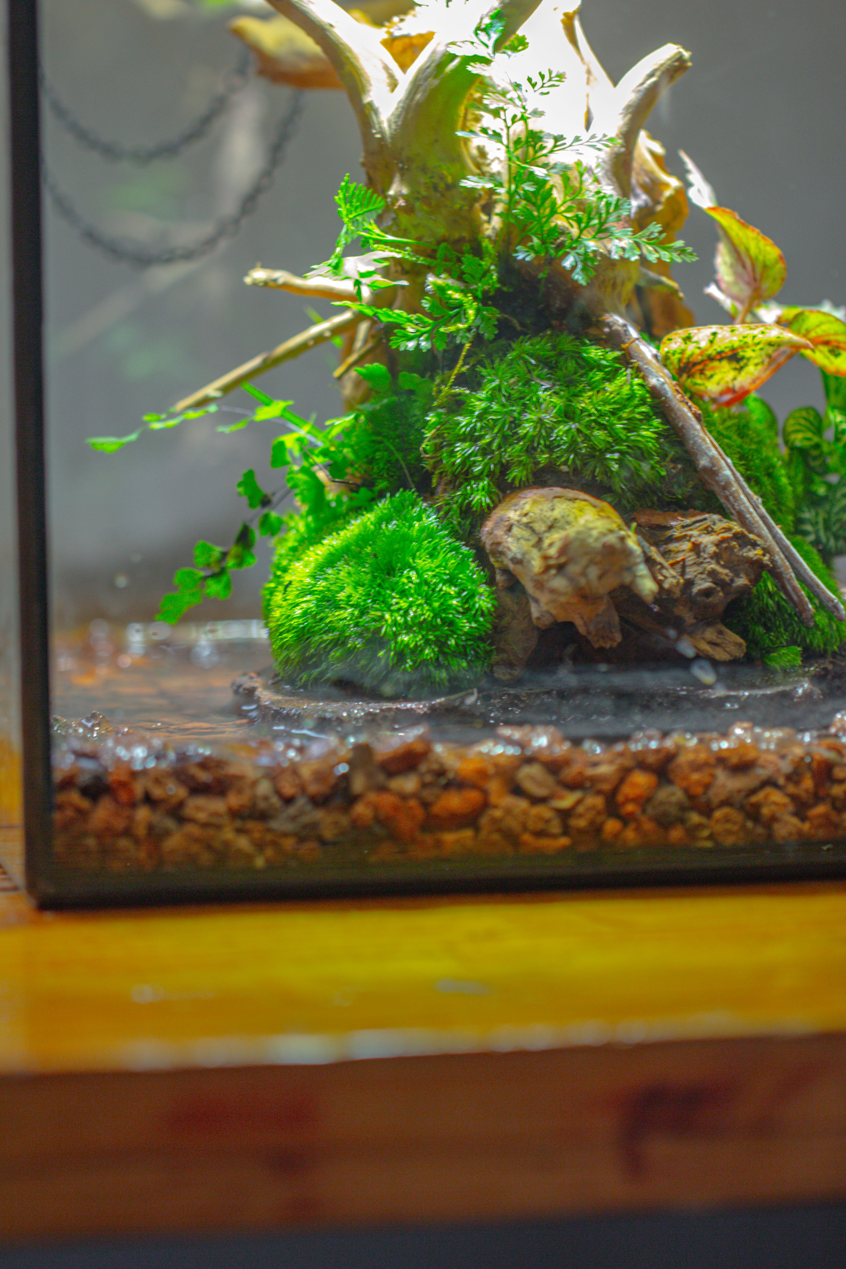 10x10x10 in Handmade Watertight Glass Terrarium with Lid - NCYPgarden