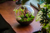 Dried sphagna Sphagni, 24L for DIY, terrarium building, microlandscape, Orchid, fern, vertical gardening - NCYPgarden