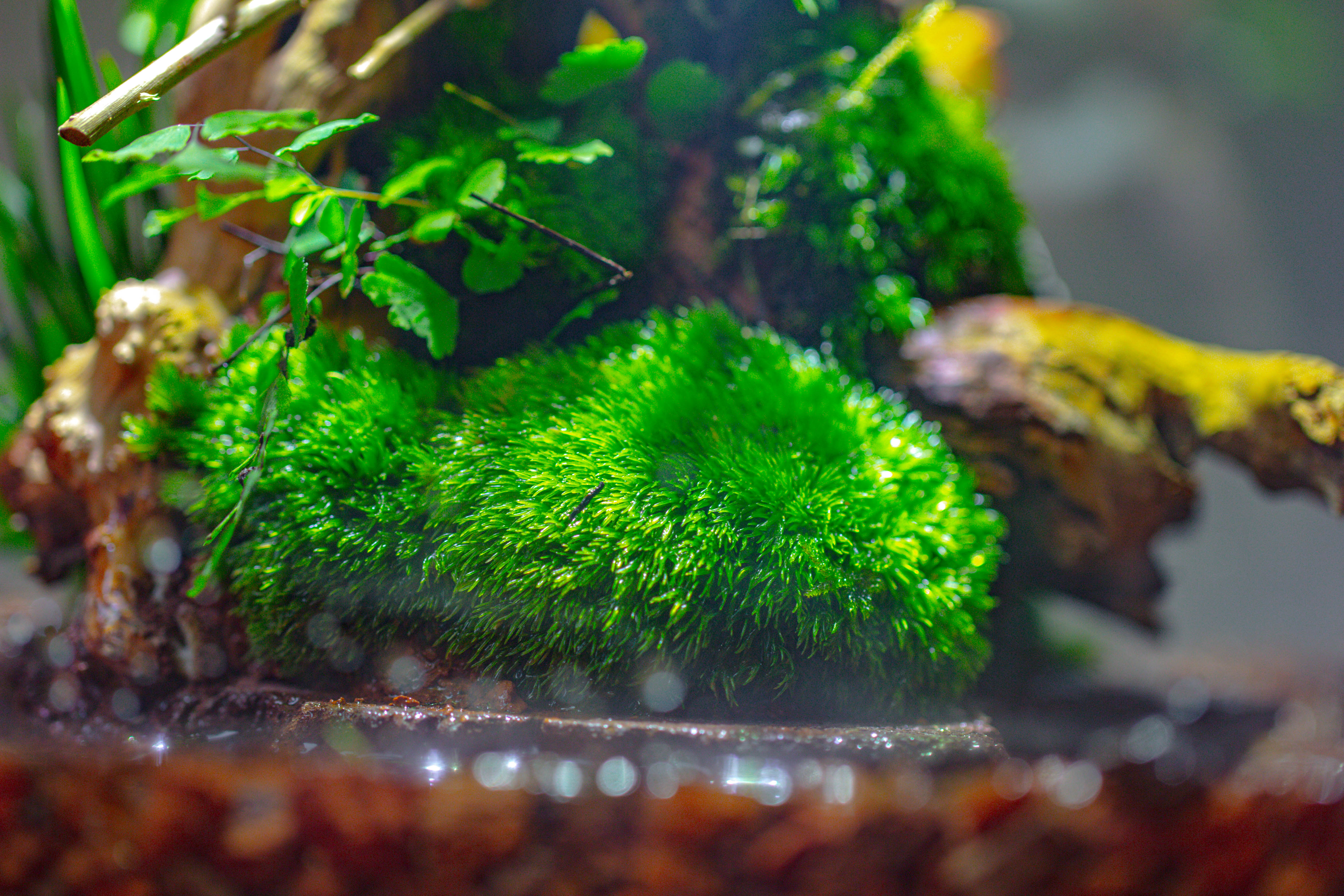 10x10x10 in Handmade Watertight Glass Terrarium with Lid - NCYPgarden