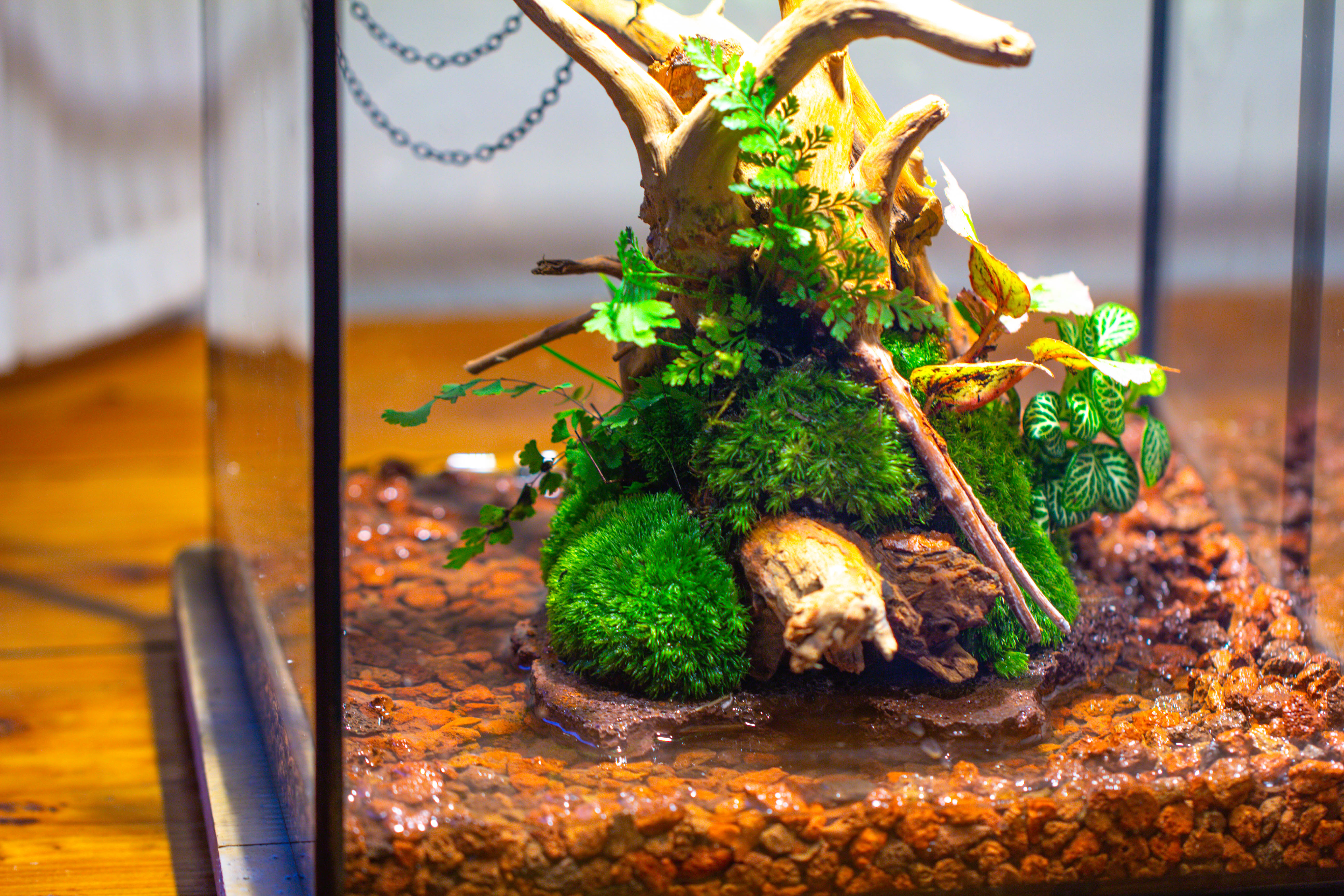 10x10x10 in Handmade Watertight Glass Terrarium with Lid - NCYPgarden