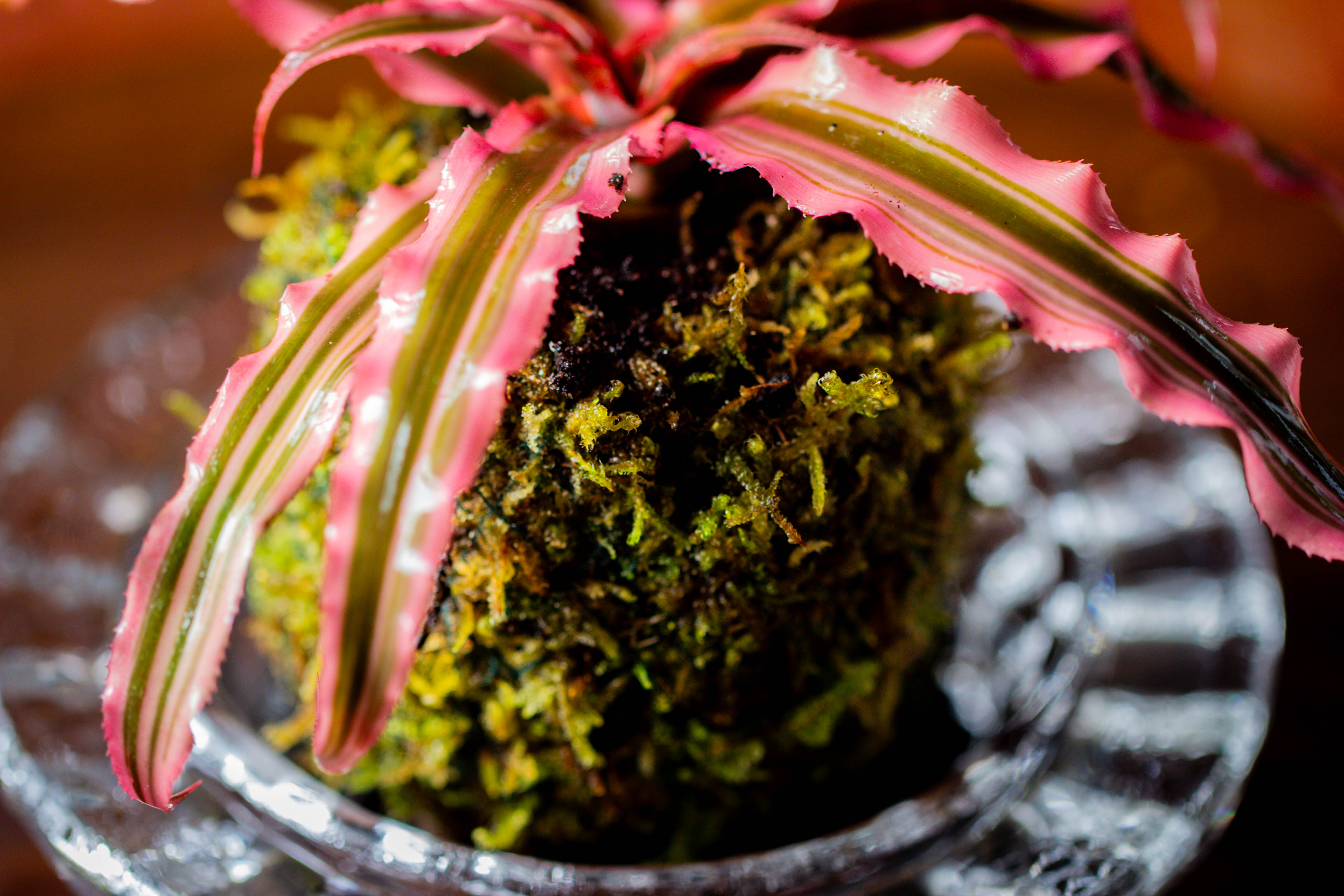 Live dry Hypnum plumaeforme Wils. Moss Ball, Kokedama - NCYPgarden