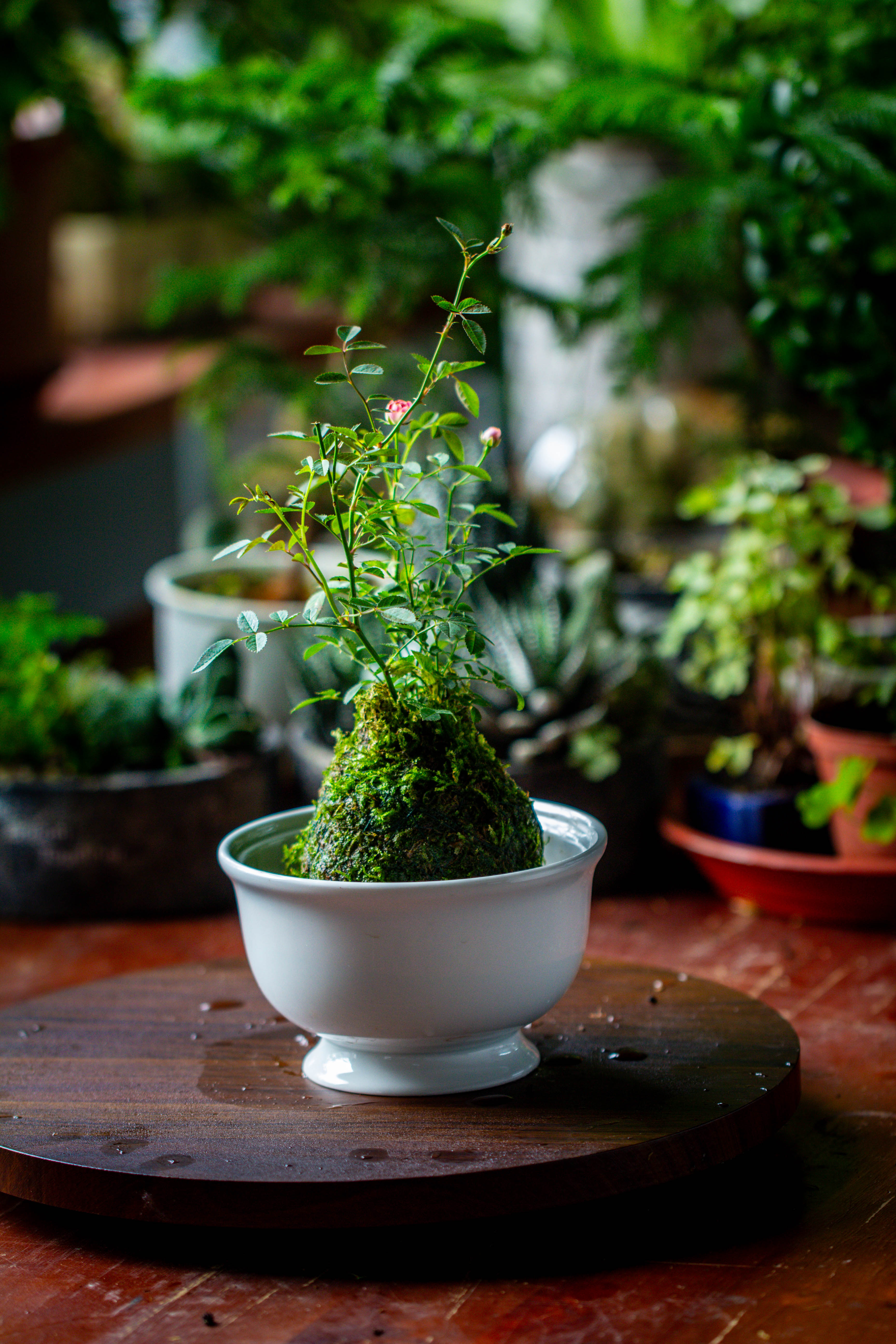 Live dry Hypnum plumaeforme Wils. Moss Ball, Kokedama - NCYPgarden