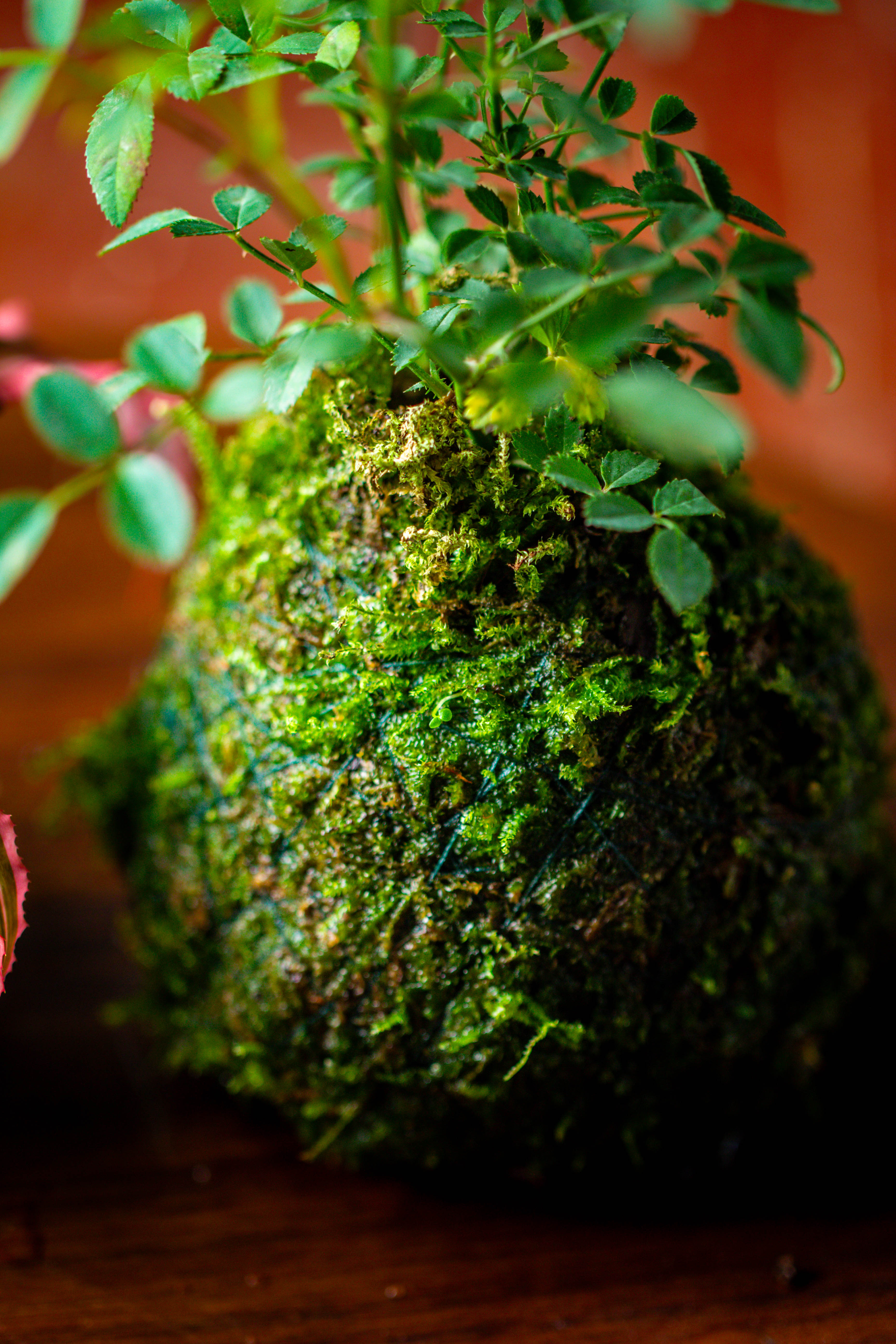 Live dry Hypnum plumaeforme Wils. Moss Ball, Kokedama - NCYPgarden