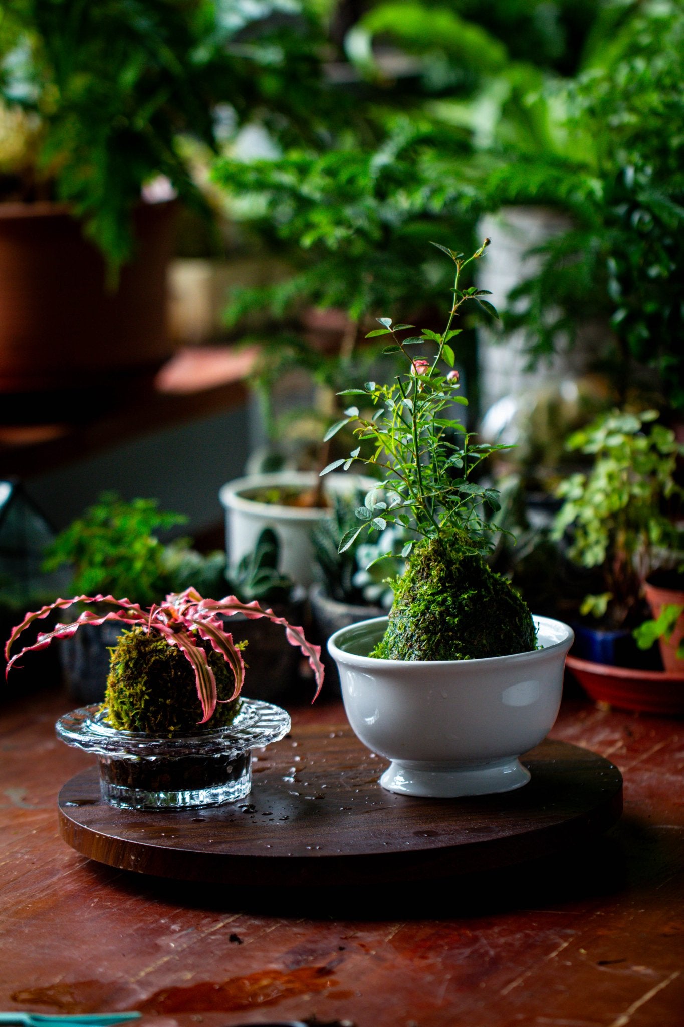 live moss for potted plants Live dry Hypnum plumaeforme Wils. Moss Ball, Kokedama