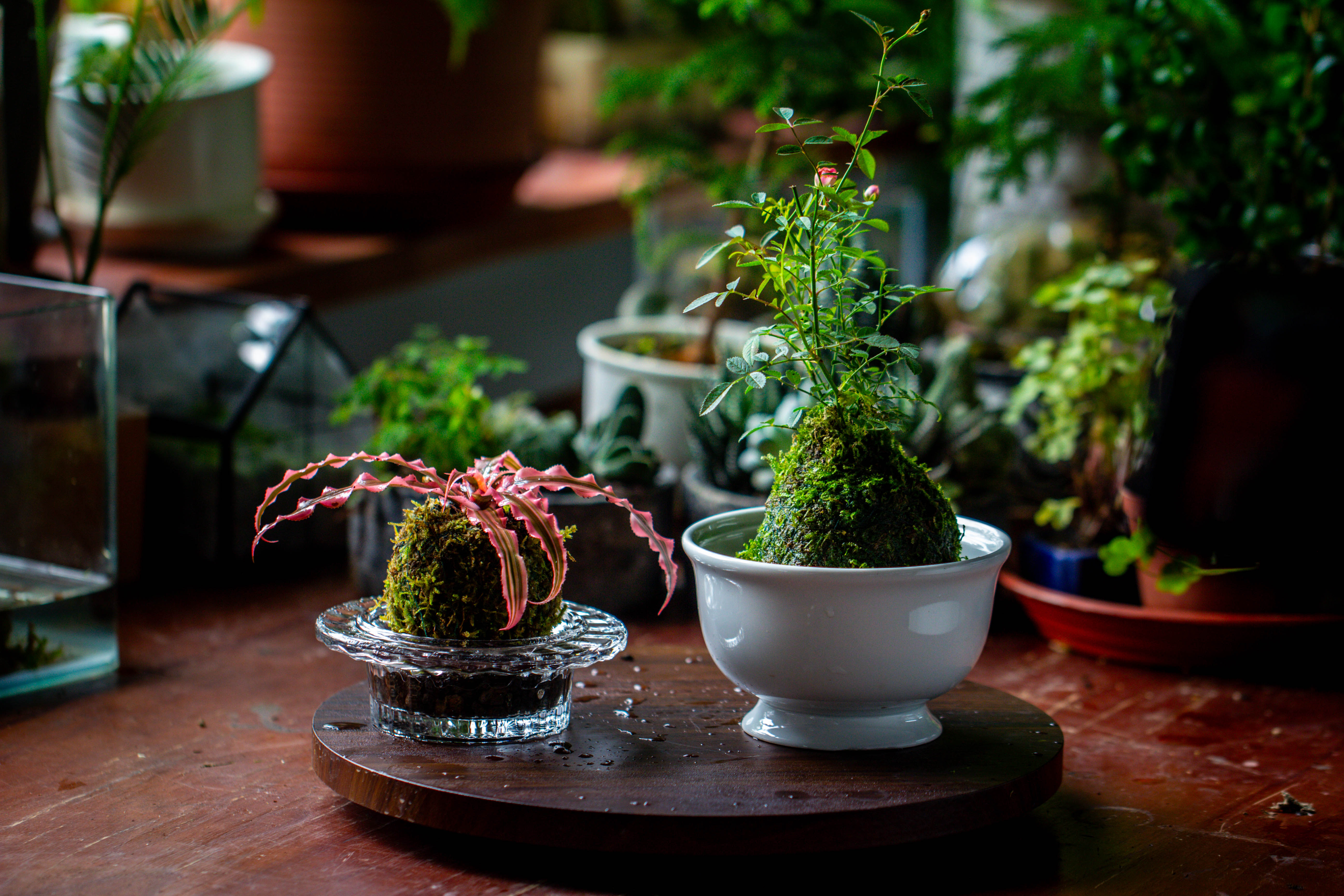 Live dry Hypnum plumaeforme Wils. Moss Ball, Kokedama - NCYPgarden