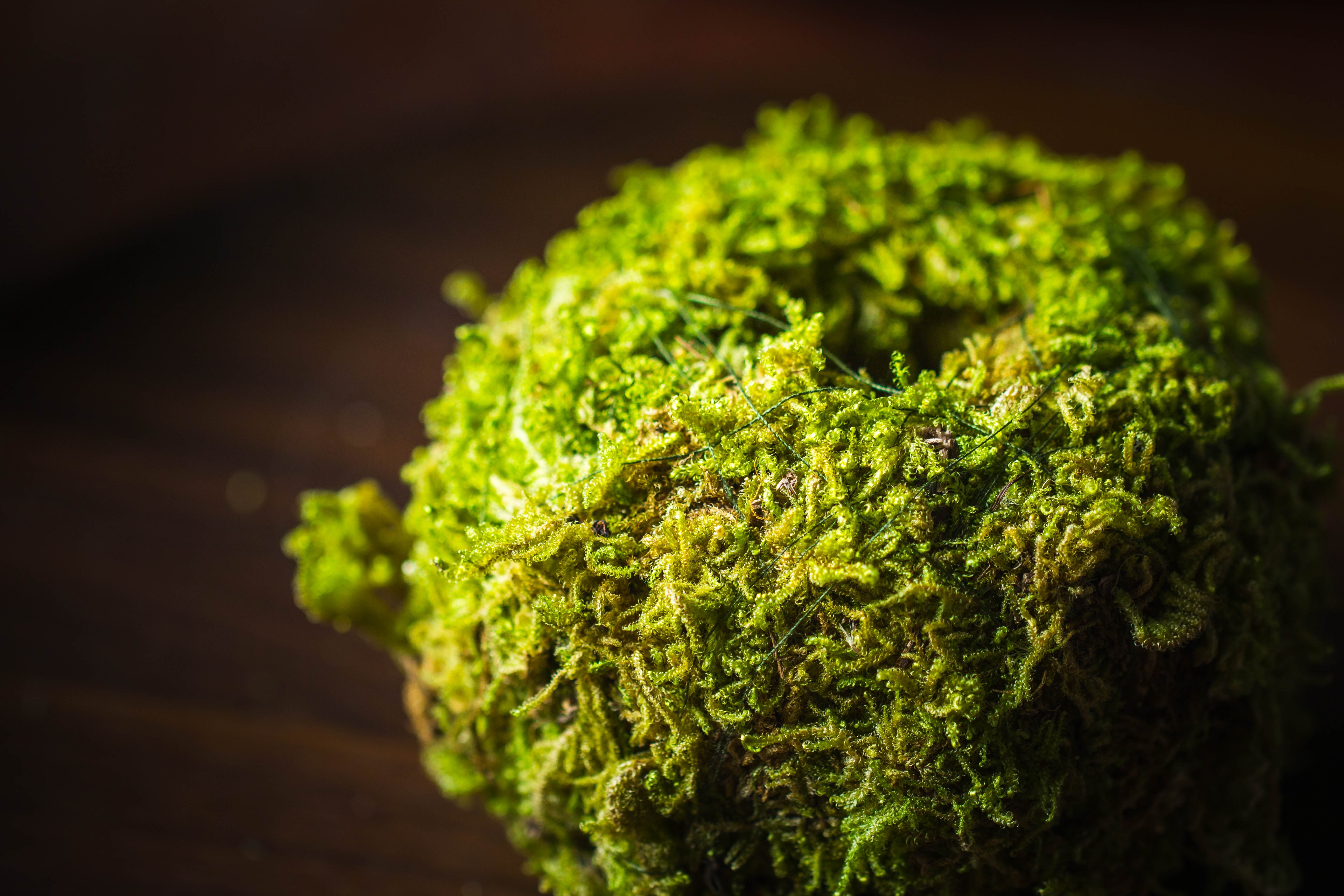 Live dry Hypnum plumaeforme Wils. Moss Ball, Kokedama - NCYPgarden