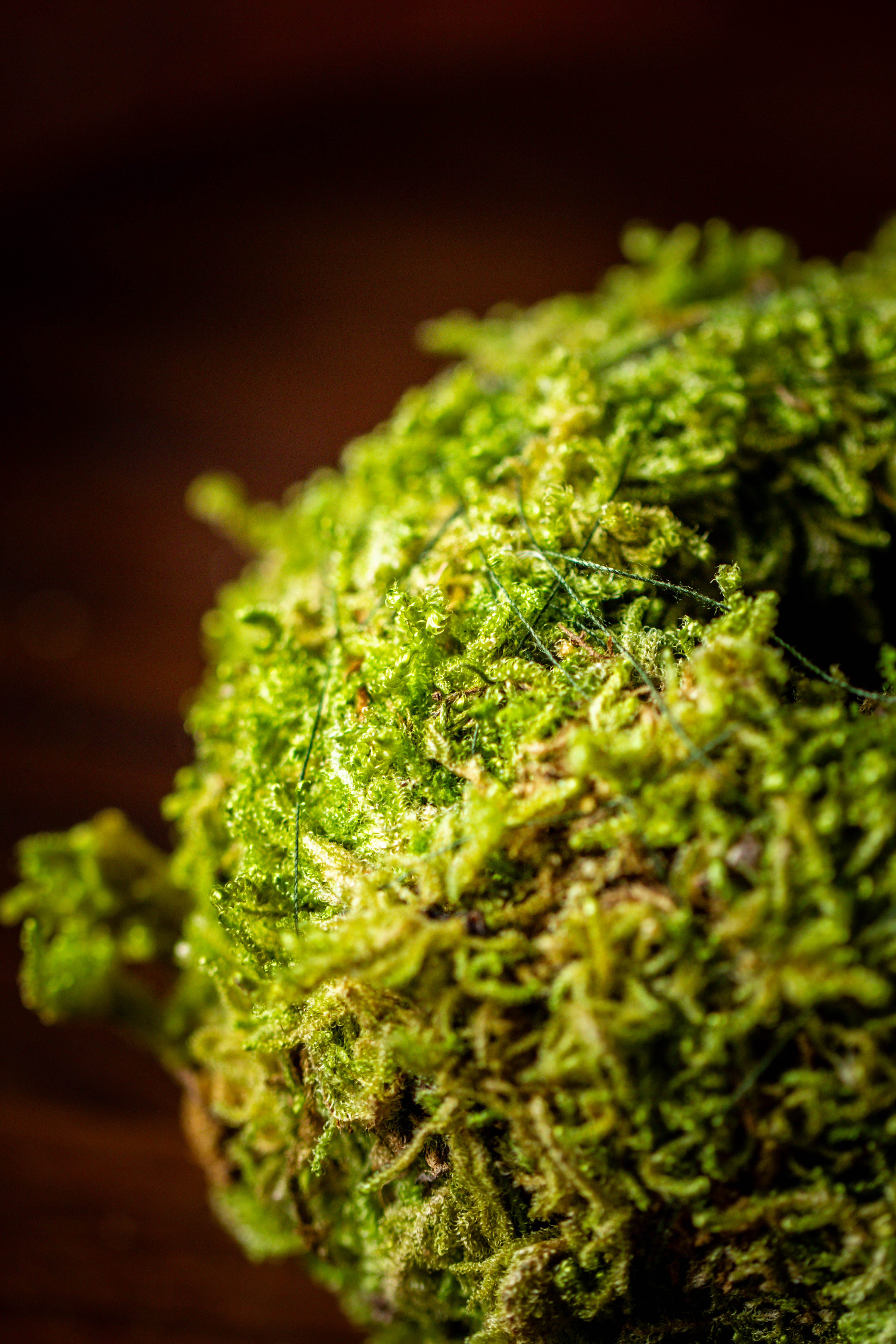Live dry Hypnum plumaeforme Wils. Moss Ball, Kokedama - NCYPgarden