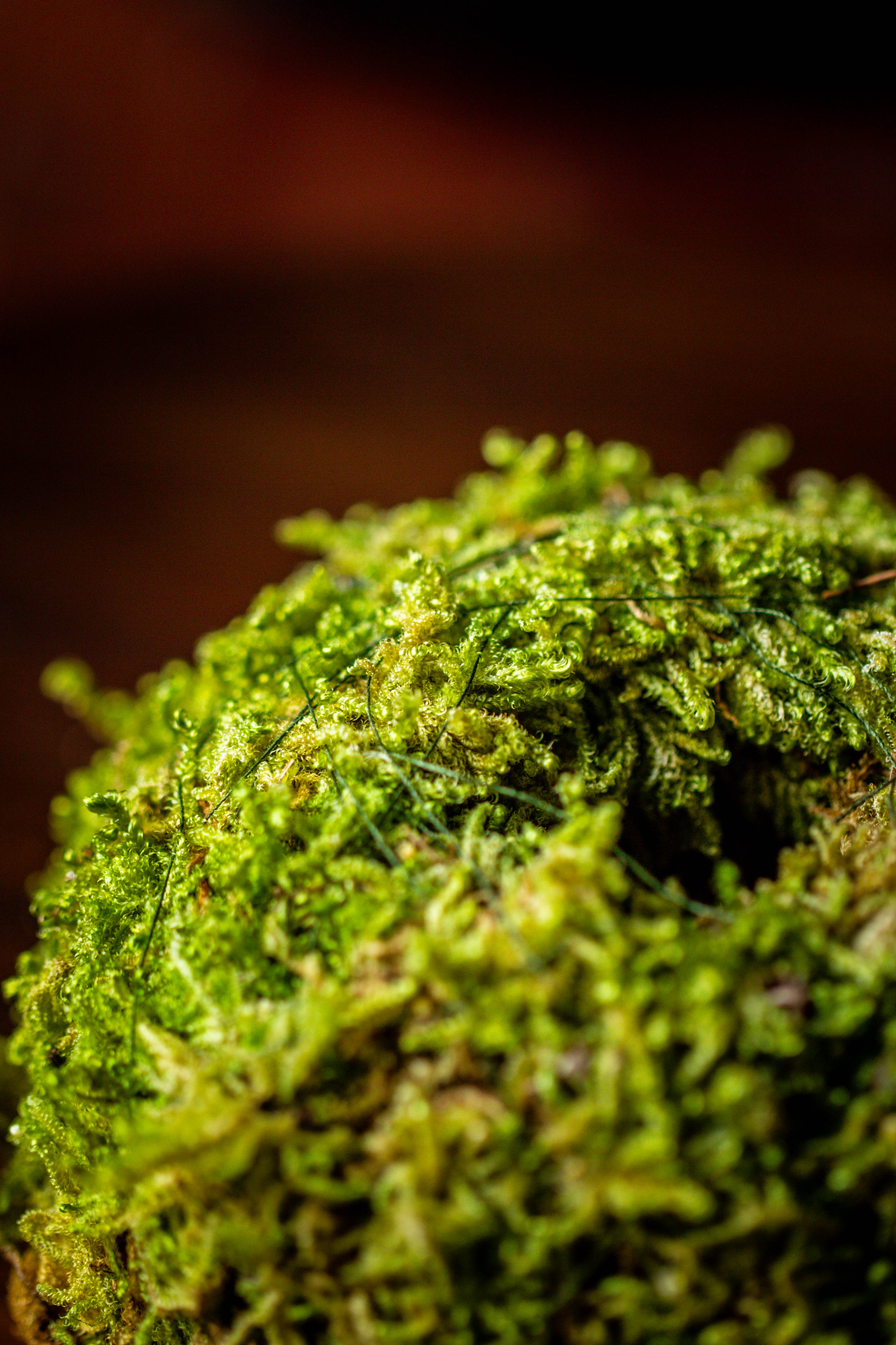 Live dry Hypnum plumaeforme Wils. Moss Ball, Kokedama - NCYPgarden