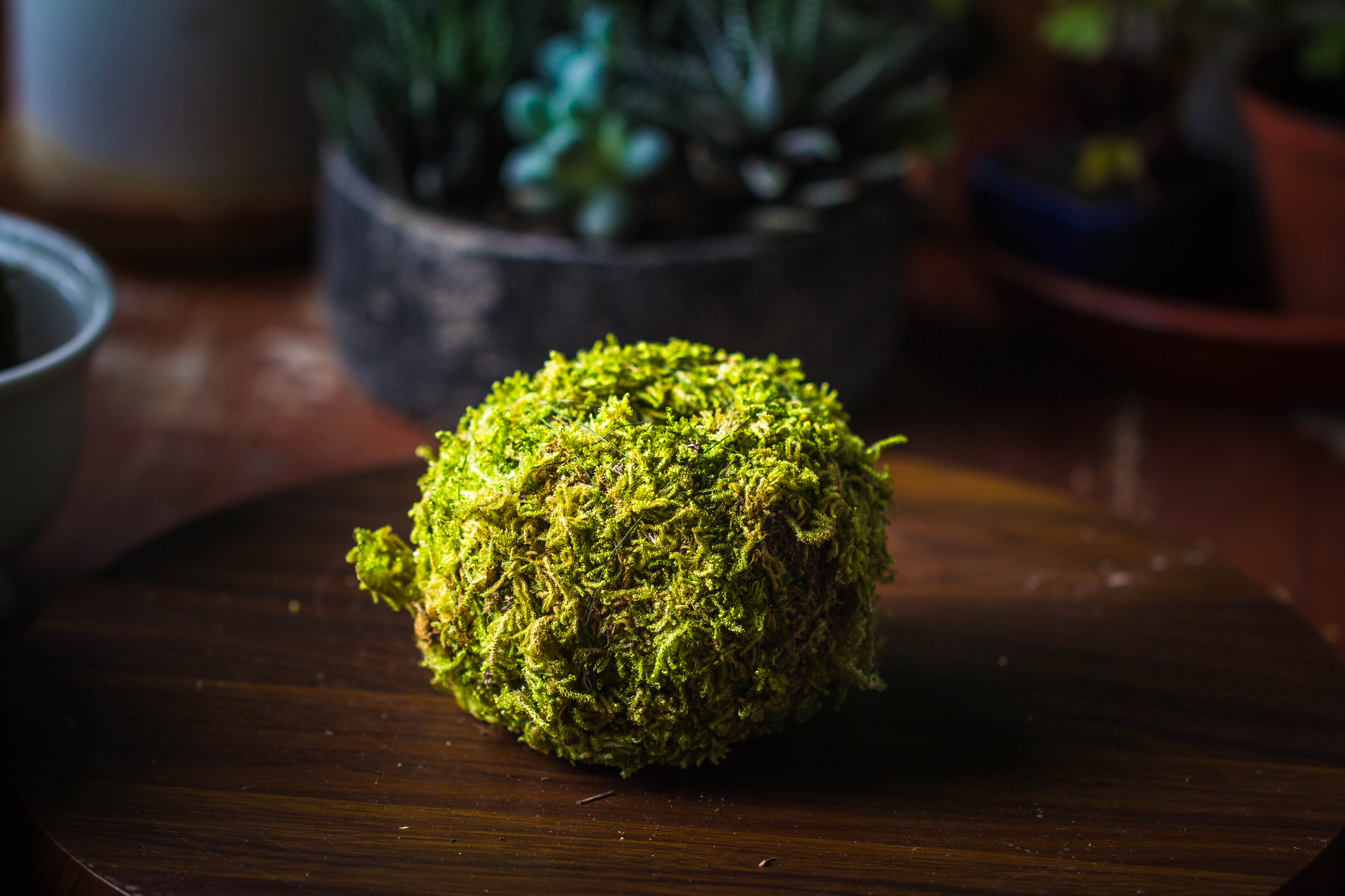 Live dry Hypnum plumaeforme Wils. Moss Ball, Kokedama - NCYPgarden