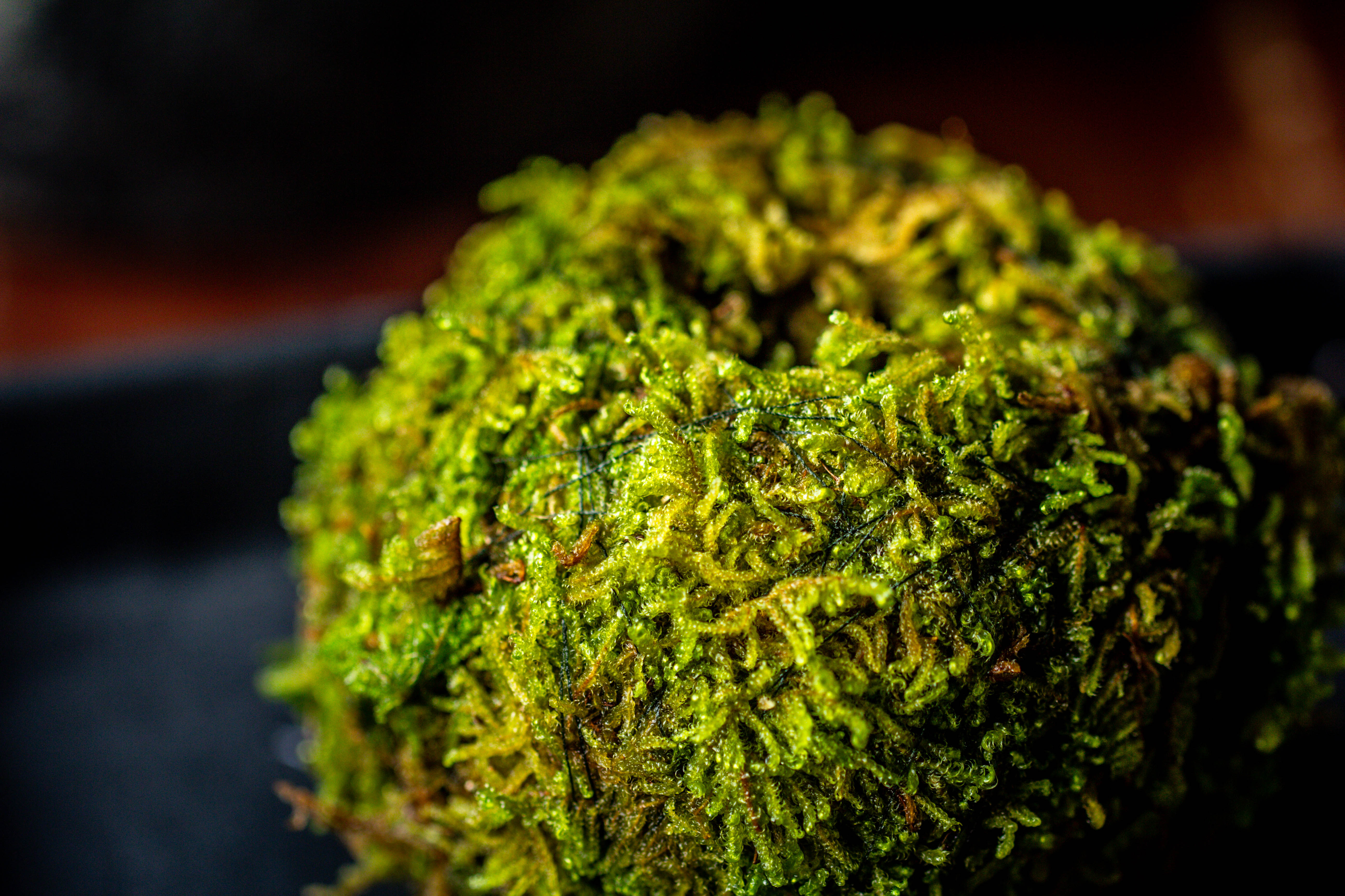 Live dry Hypnum plumaeforme Wils. Moss Ball, Kokedama - NCYPgarden