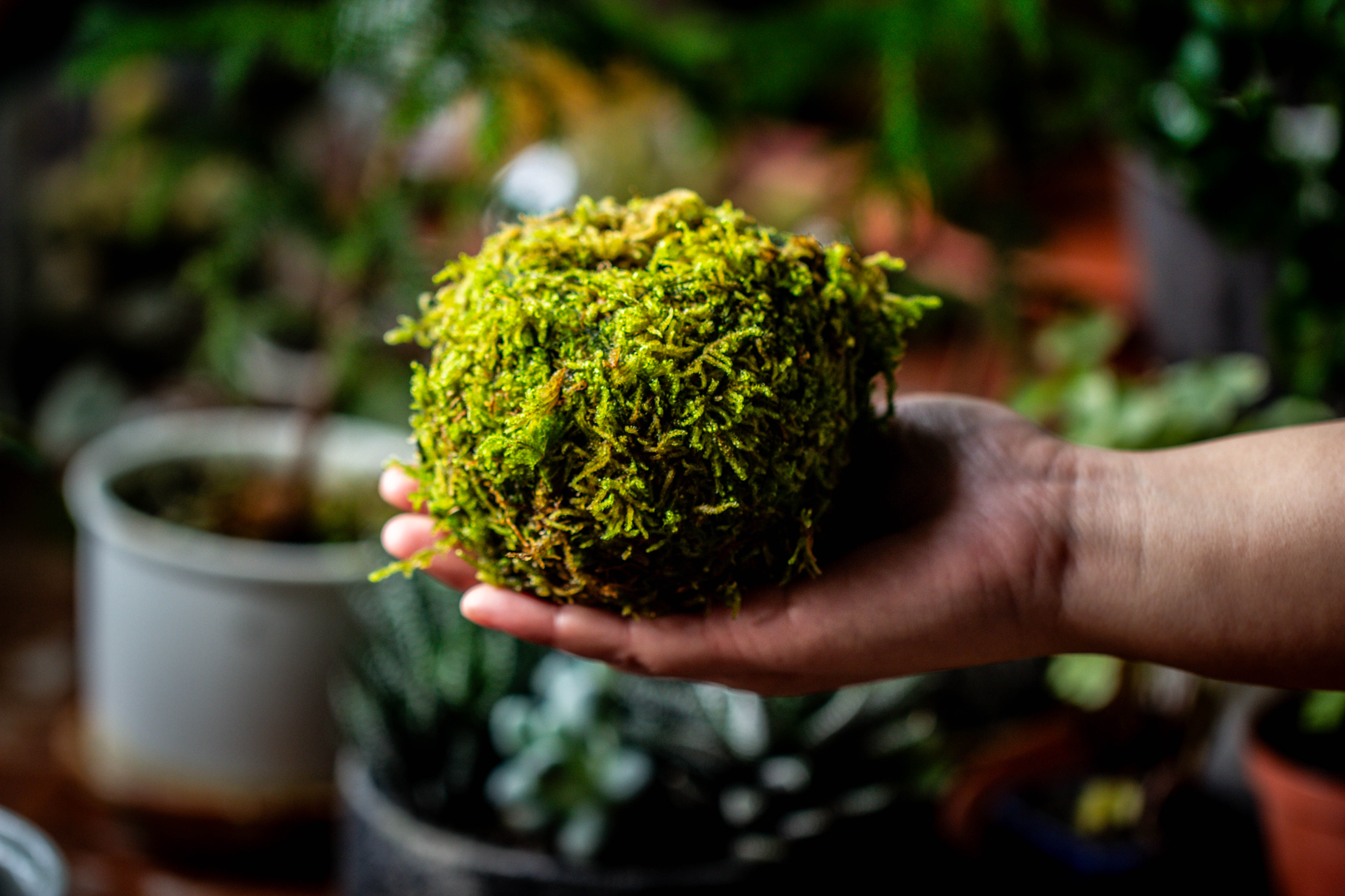 Live dry Hypnum plumaeforme Wils. Moss Ball, Kokedama - NCYPgarden