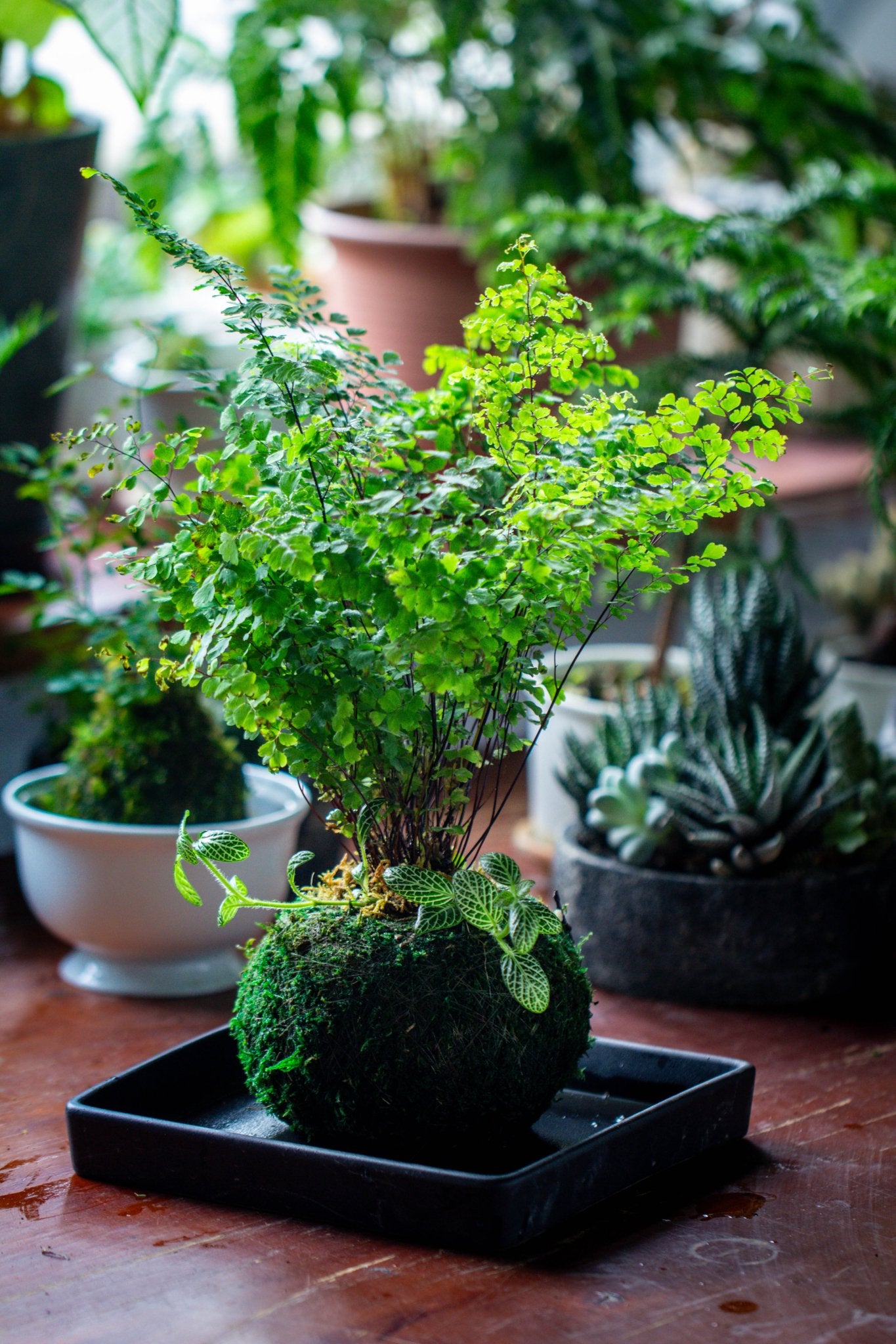 indoor moss planter Preserved Hypnum plumaeforme Wils. Moss Ball, Kokedama planter – NCYPgarden