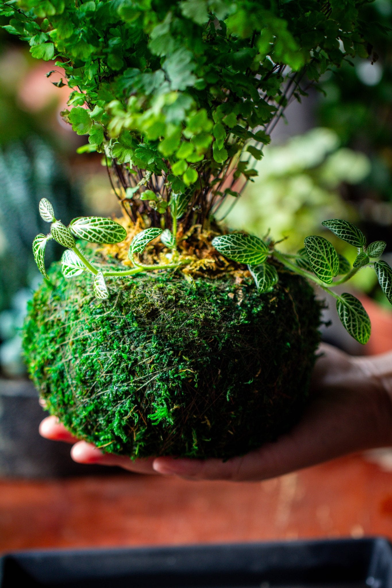 hanging plant moss ball Preserved Hypnum plumaeforme Wils. Moss Ball, Kokedama planter
