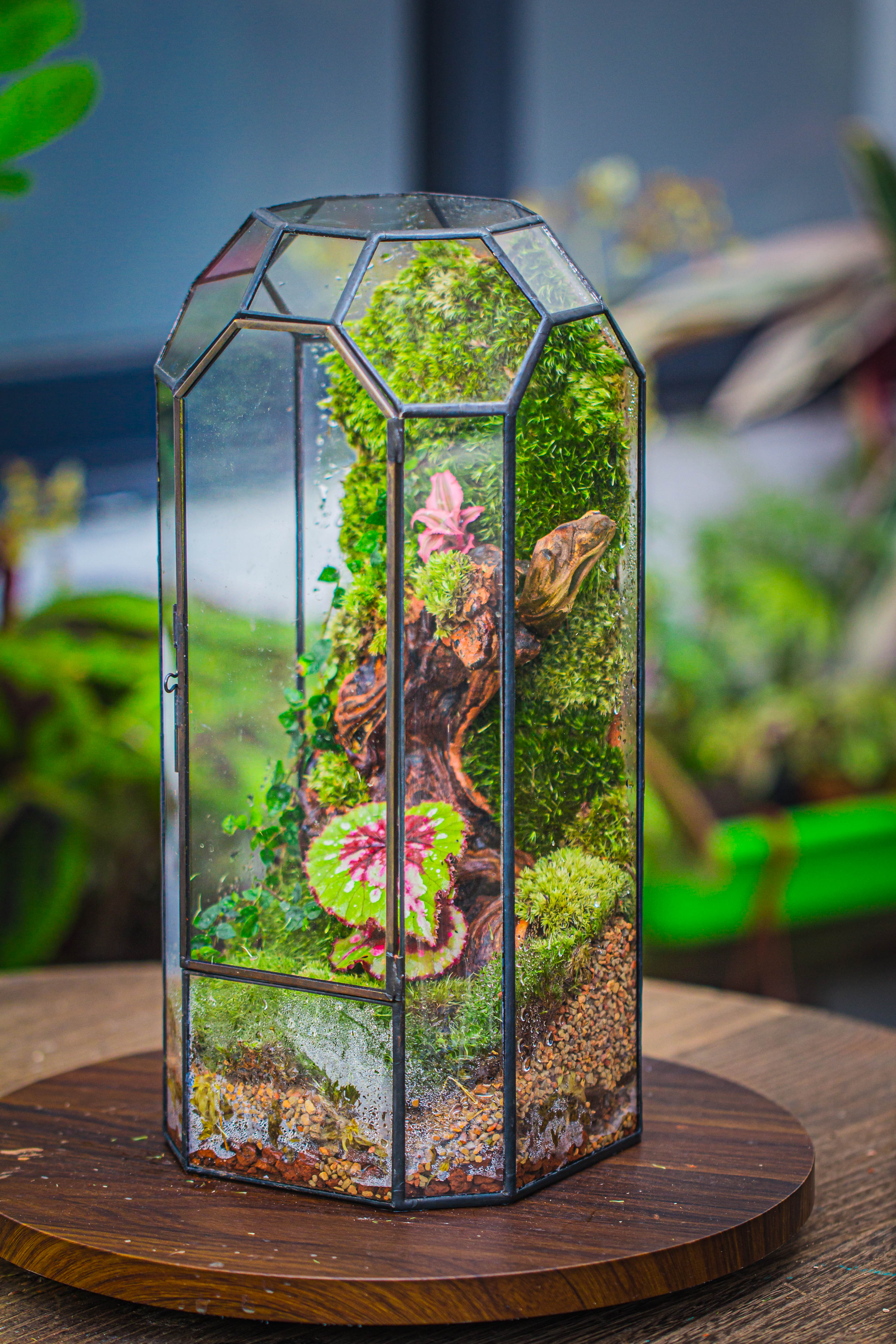 Vintage Tall Octagon Geometric Tin Glass Terrarium , 12.6" , close, suitable for tall plants, orchid, small begonia Pitcher, Micro landscape - NCYPgarden