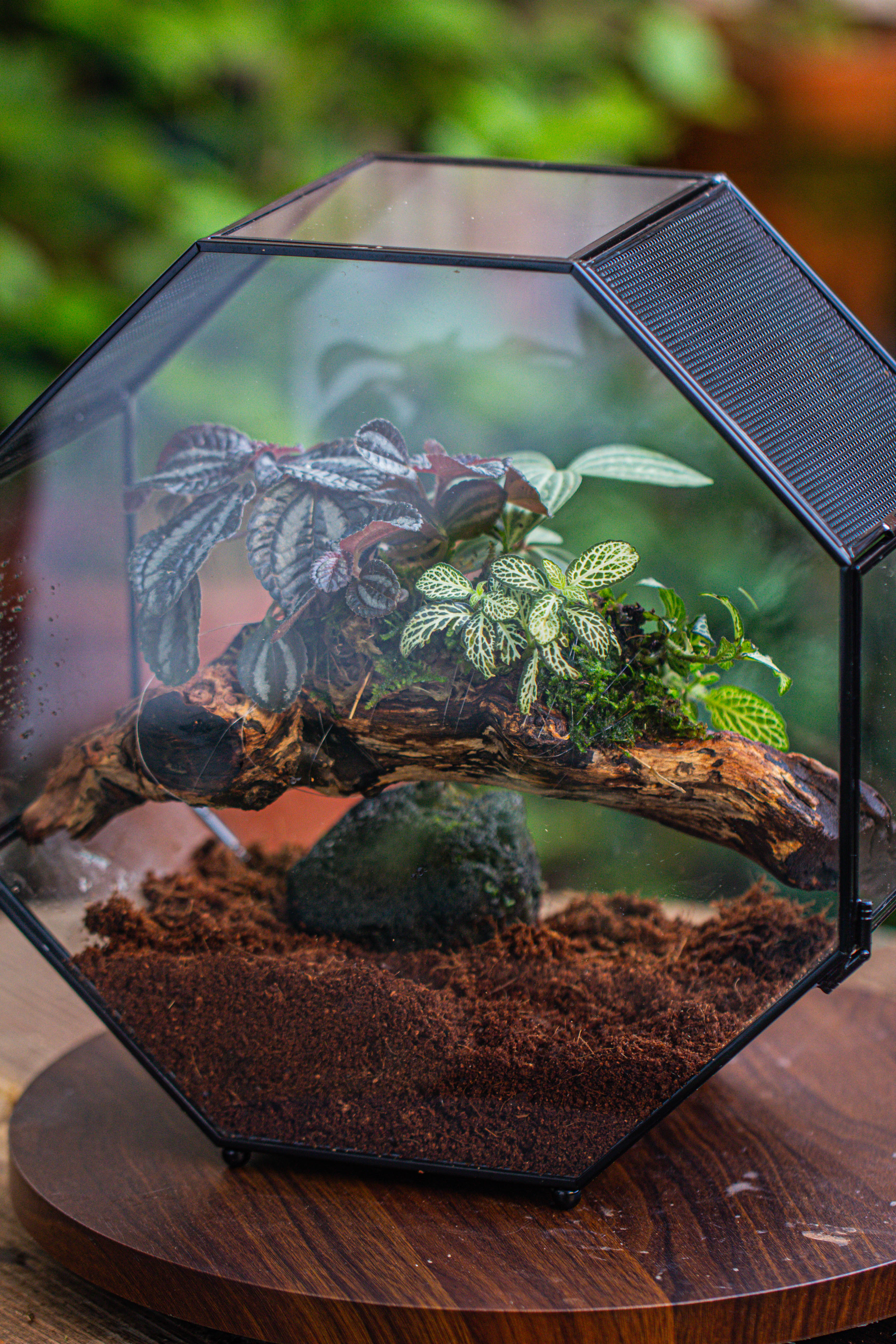 Handmade Octagon Glass Geometric Terrarium with Side Vent, Spider Terrarium, Jumping Spider/Snail Terrarium, Jumping Spider Enclosure - NCYPgarden