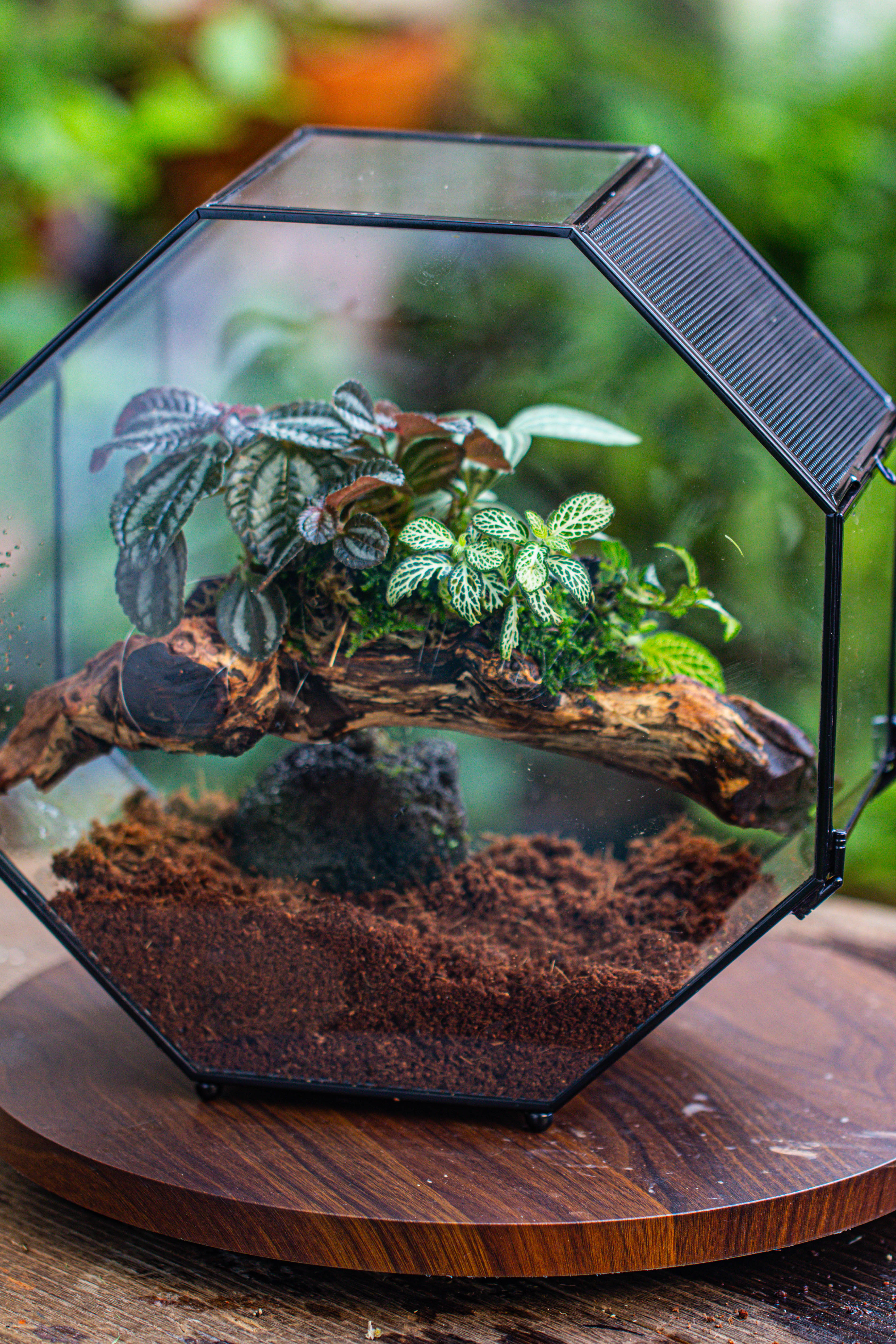 Handmade Octagon Glass Geometric Terrarium with Side Vent, Spider Terrarium, Jumping Spider/Snail Terrarium, Jumping Spider Enclosure - NCYPgarden