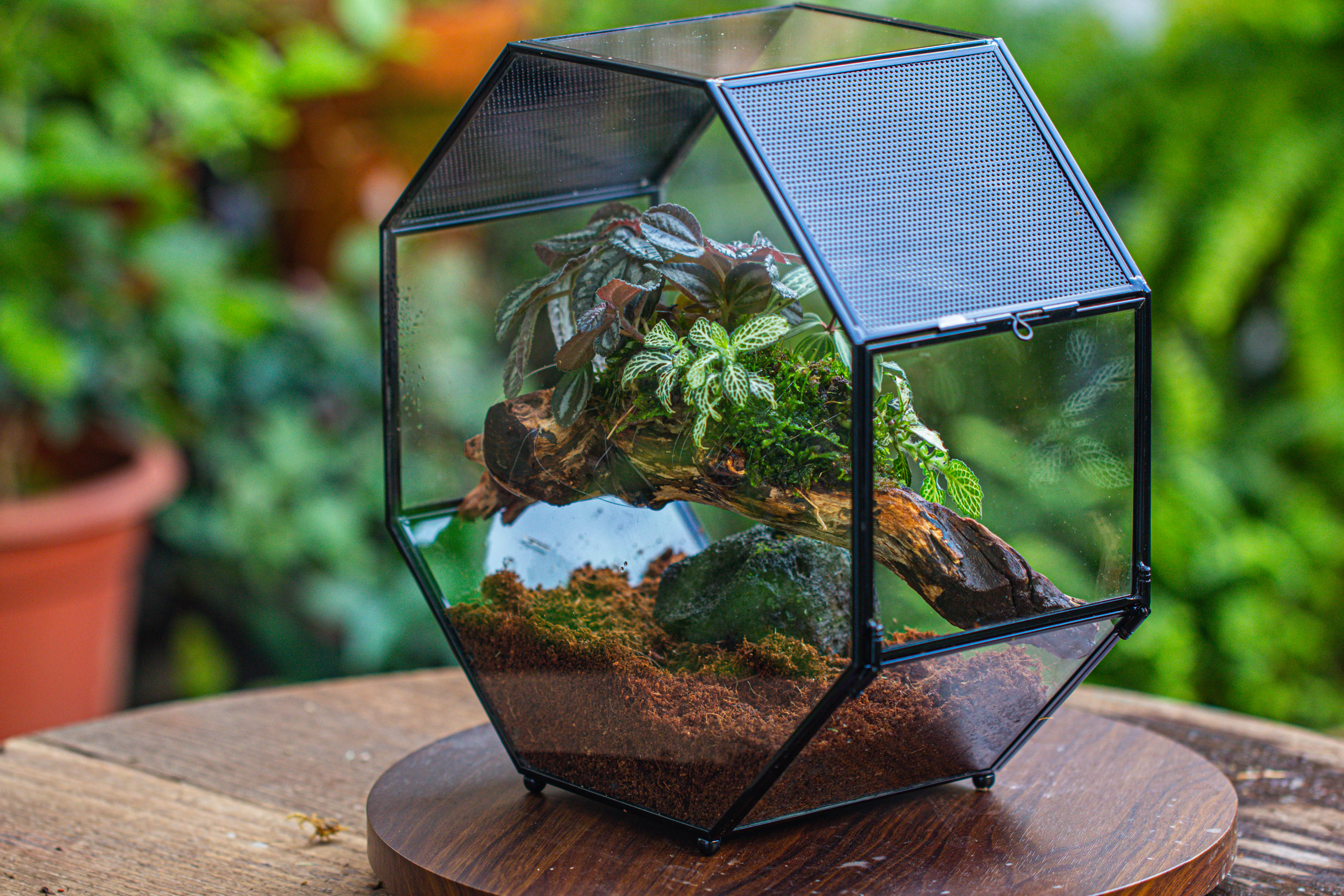 Handmade Octagon Glass Geometric Terrarium with Side Vent, Spider Terrarium, Jumping Spider/Snail Terrarium, Jumping Spider Enclosure - NCYPgarden