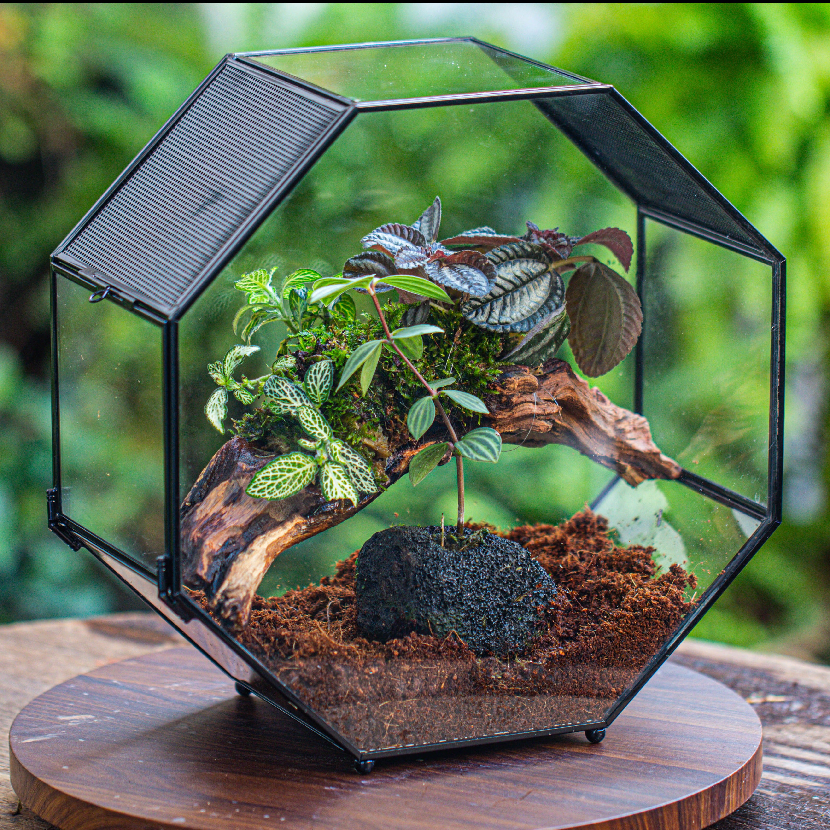 Handmade Octagon Glass Geometric Terrarium with Side Vent, Spider Terrarium, Jumping Spider/Snail Terrarium, Jumping Spider Enclosure - NCYPgarden