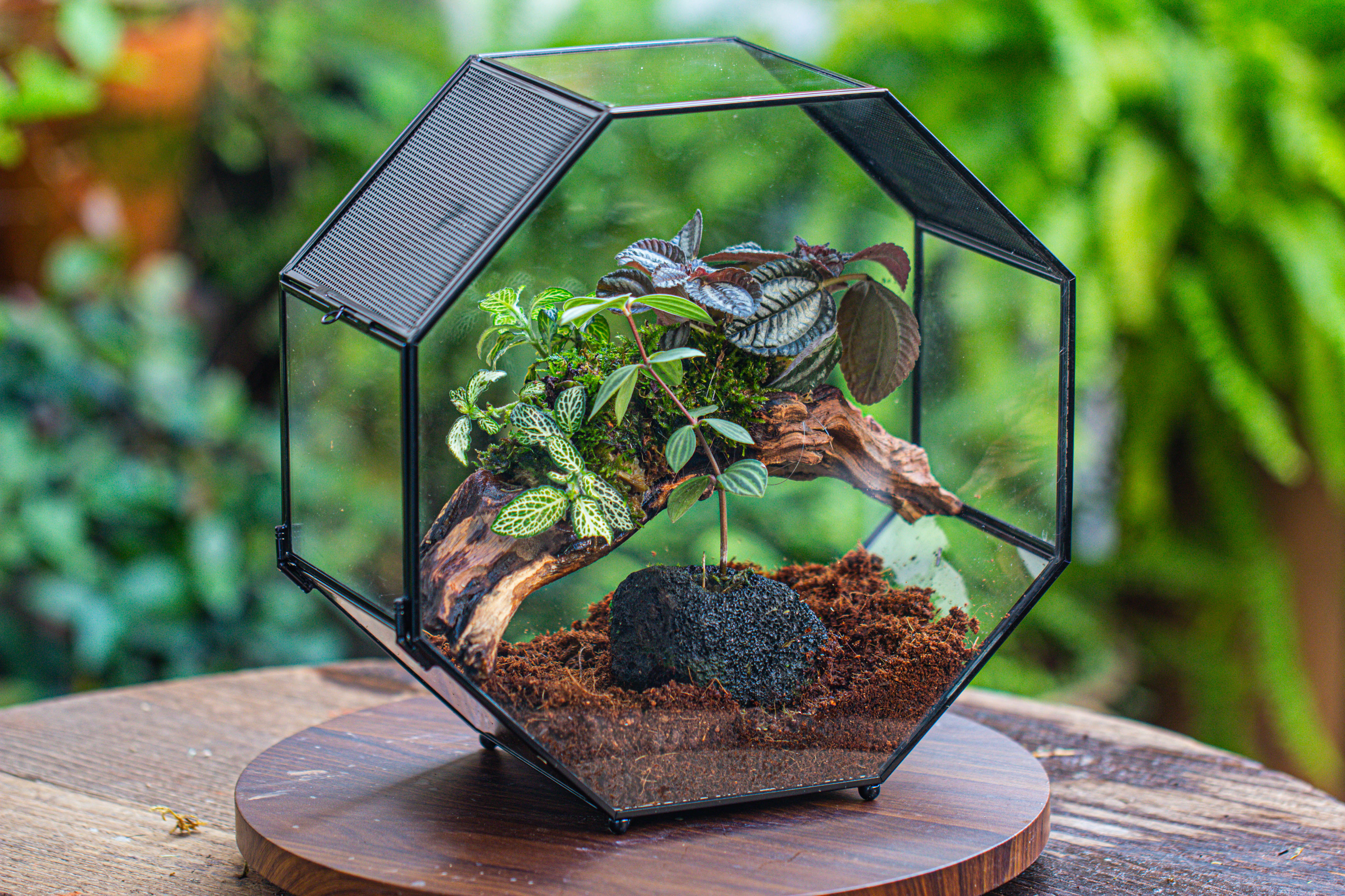 Handmade Octagon Glass Geometric Terrarium with Side Vent, Spider Terrarium, Jumping Spider/Snail Terrarium, Jumping Spider Enclosure - NCYPgarden