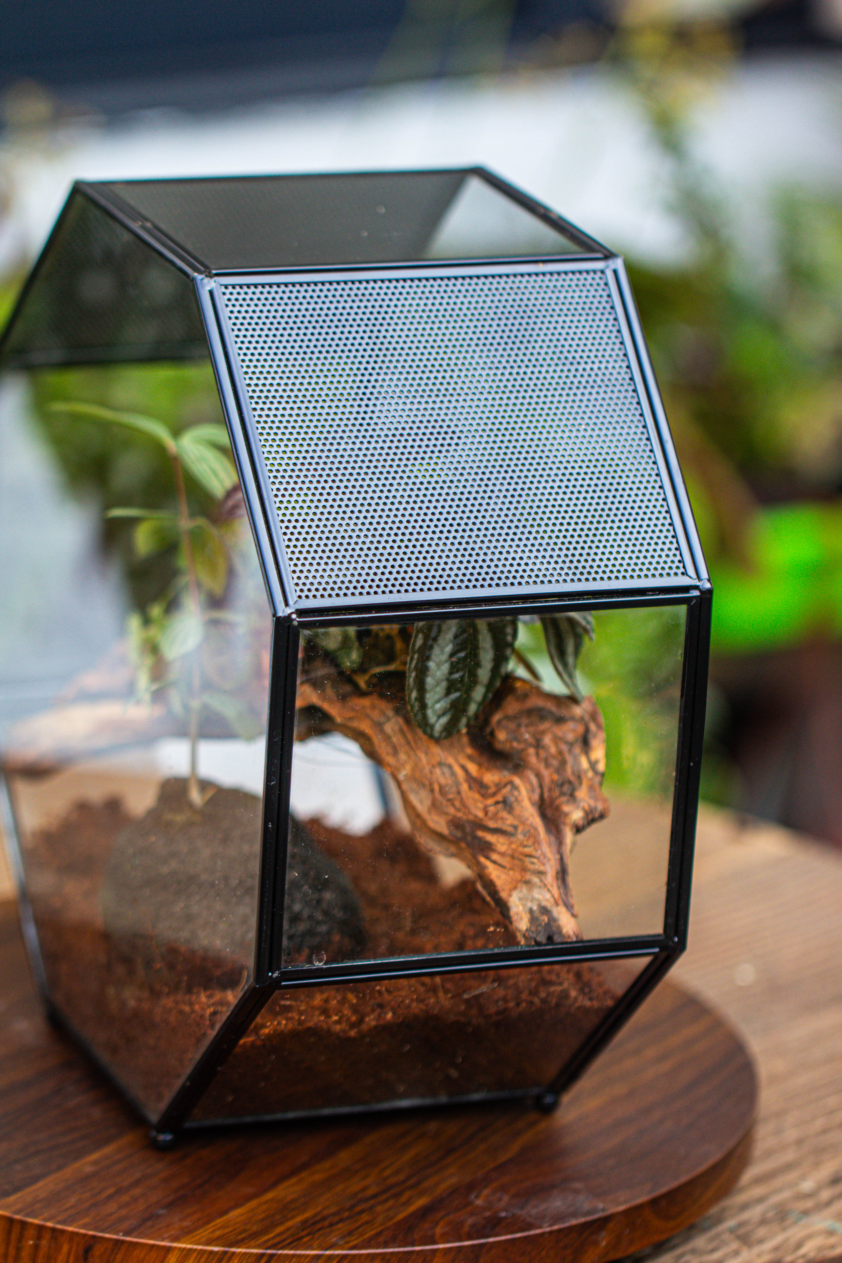 Handmade Octagon Glass Geometric Terrarium with Side Vent, Spider Terrarium, Jumping Spider/Snail Terrarium, Jumping Spider Enclosure - NCYPgarden