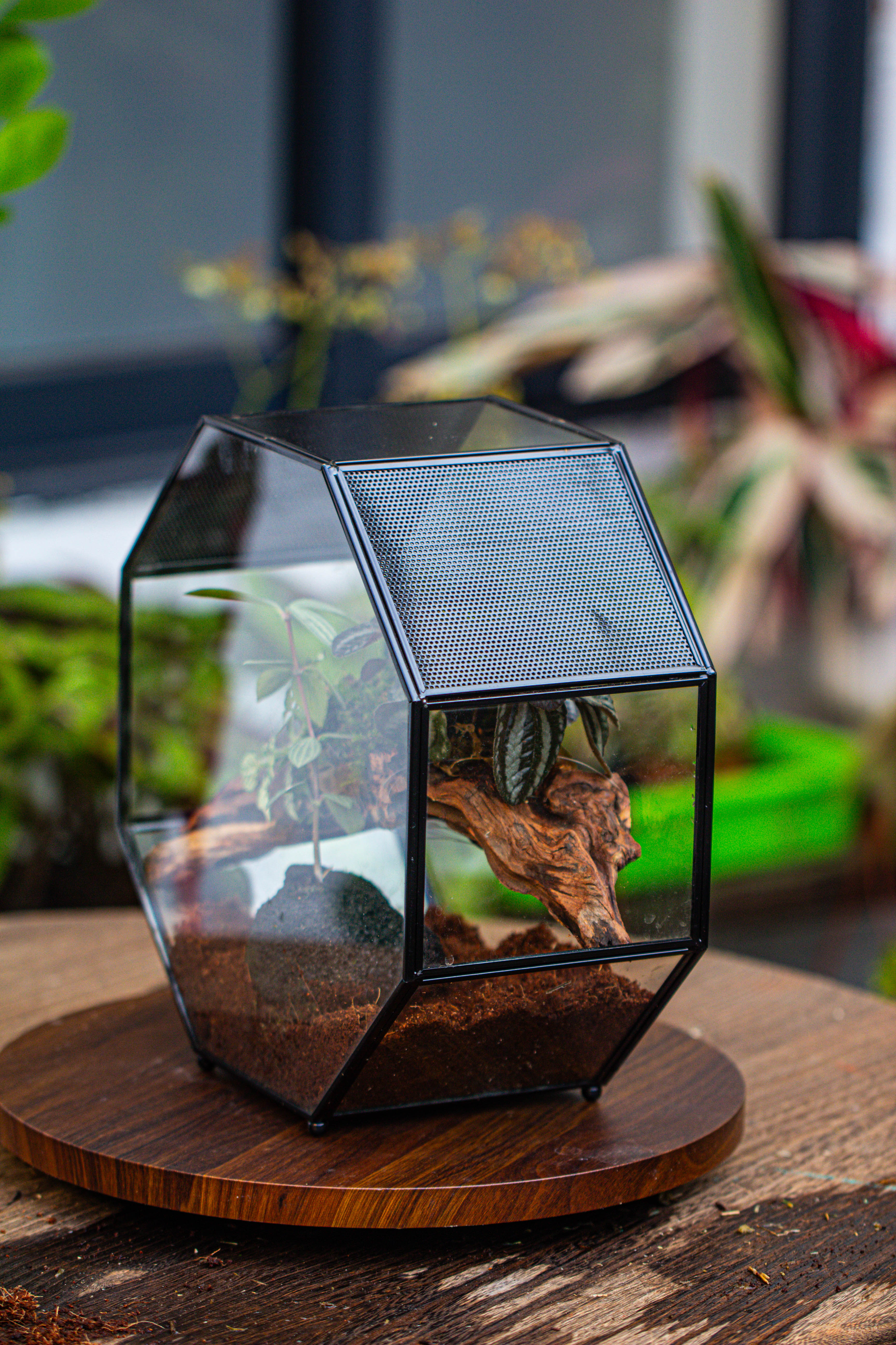 Handmade Octagon Glass Geometric Terrarium with Side Vent, Spider Terrarium, Jumping Spider/Snail Terrarium, Jumping Spider Enclosure - NCYPgarden
