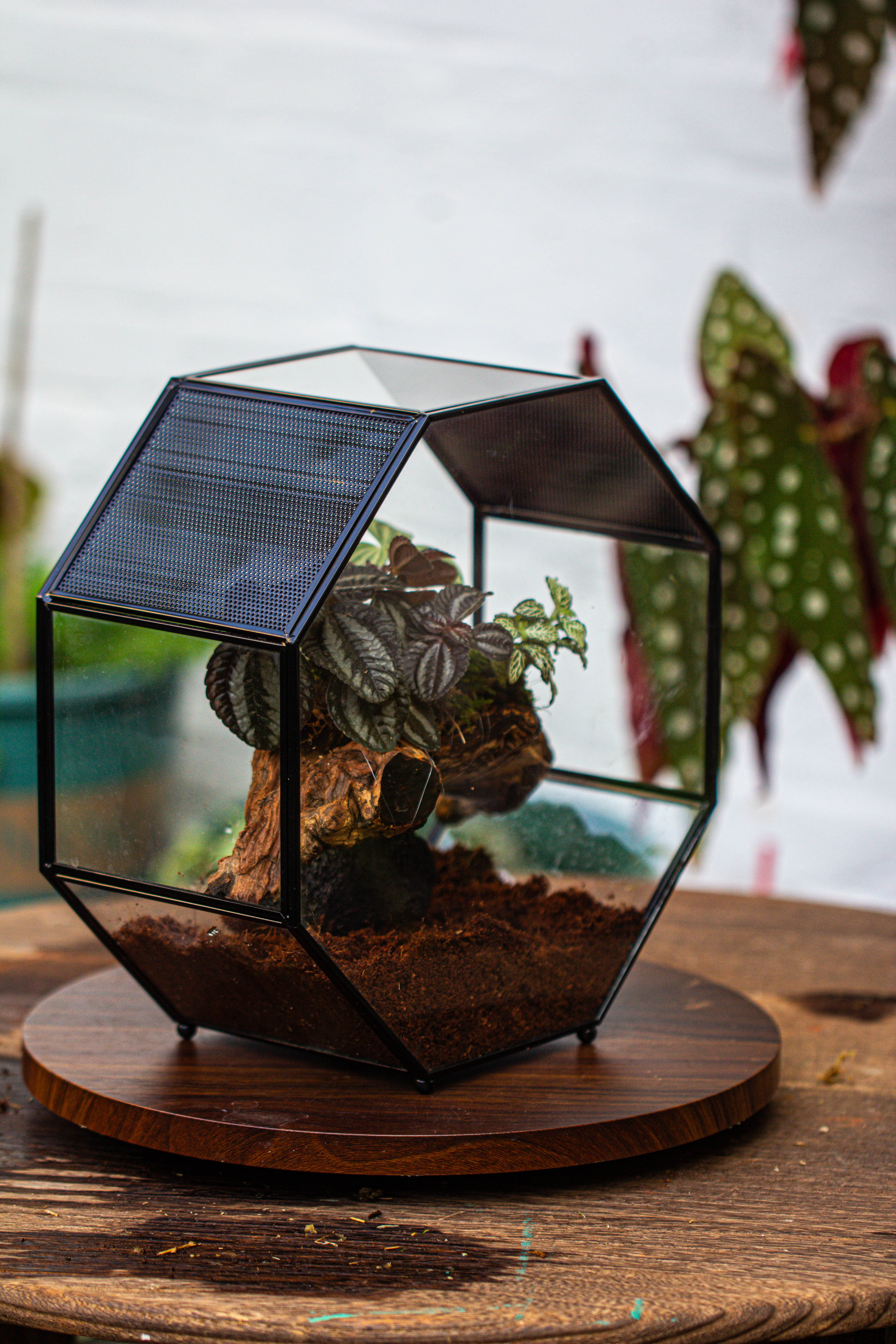 Handmade Octagon Glass Geometric Terrarium with Side Vent, Spider Terrarium, Jumping Spider/Snail Terrarium, Jumping Spider Enclosure - NCYPgarden