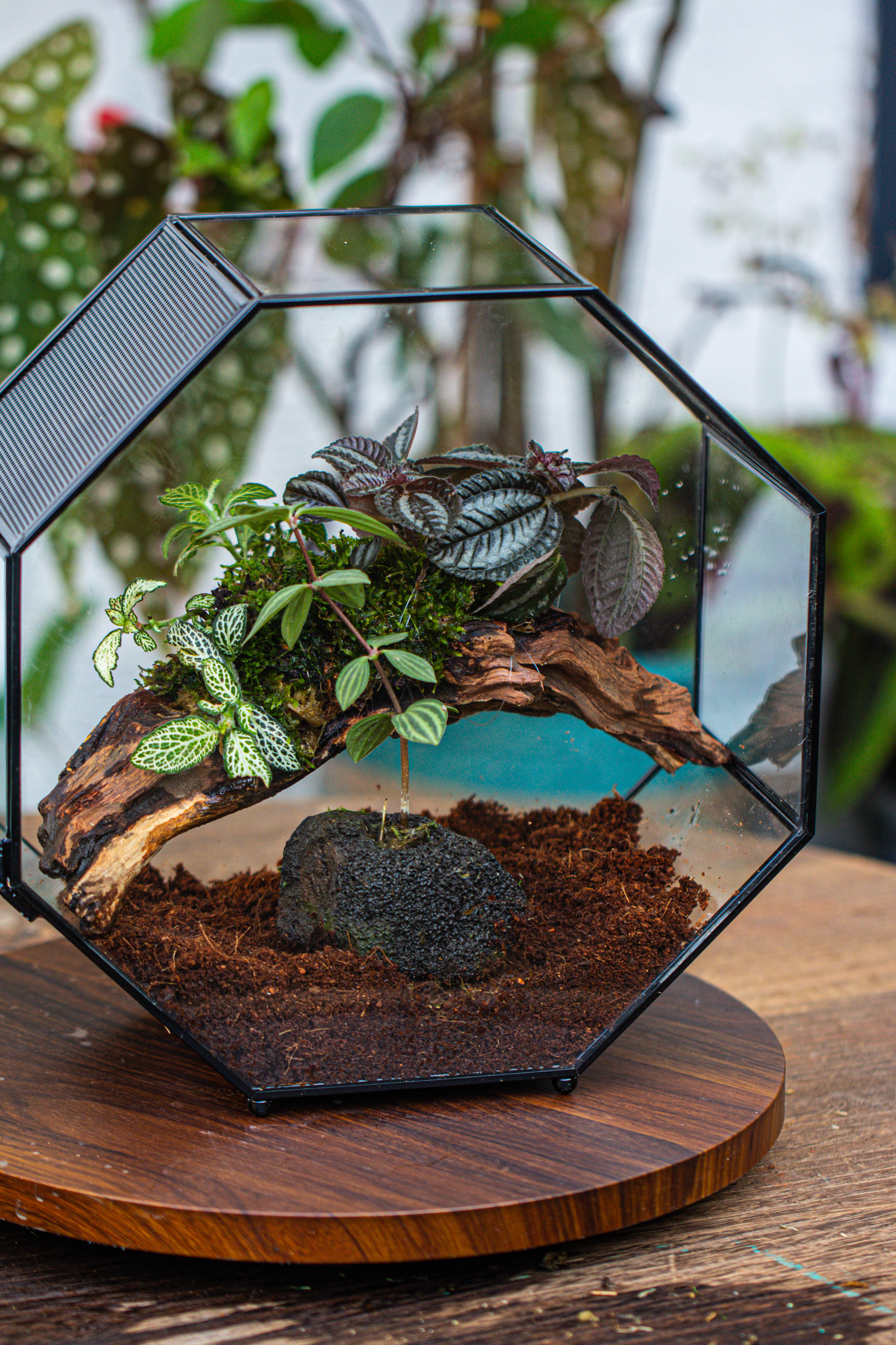 Handmade Octagon Glass Geometric Terrarium with Side Vent, Spider Terrarium, Jumping Spider/Snail Terrarium, Jumping Spider Enclosure - NCYPgarden