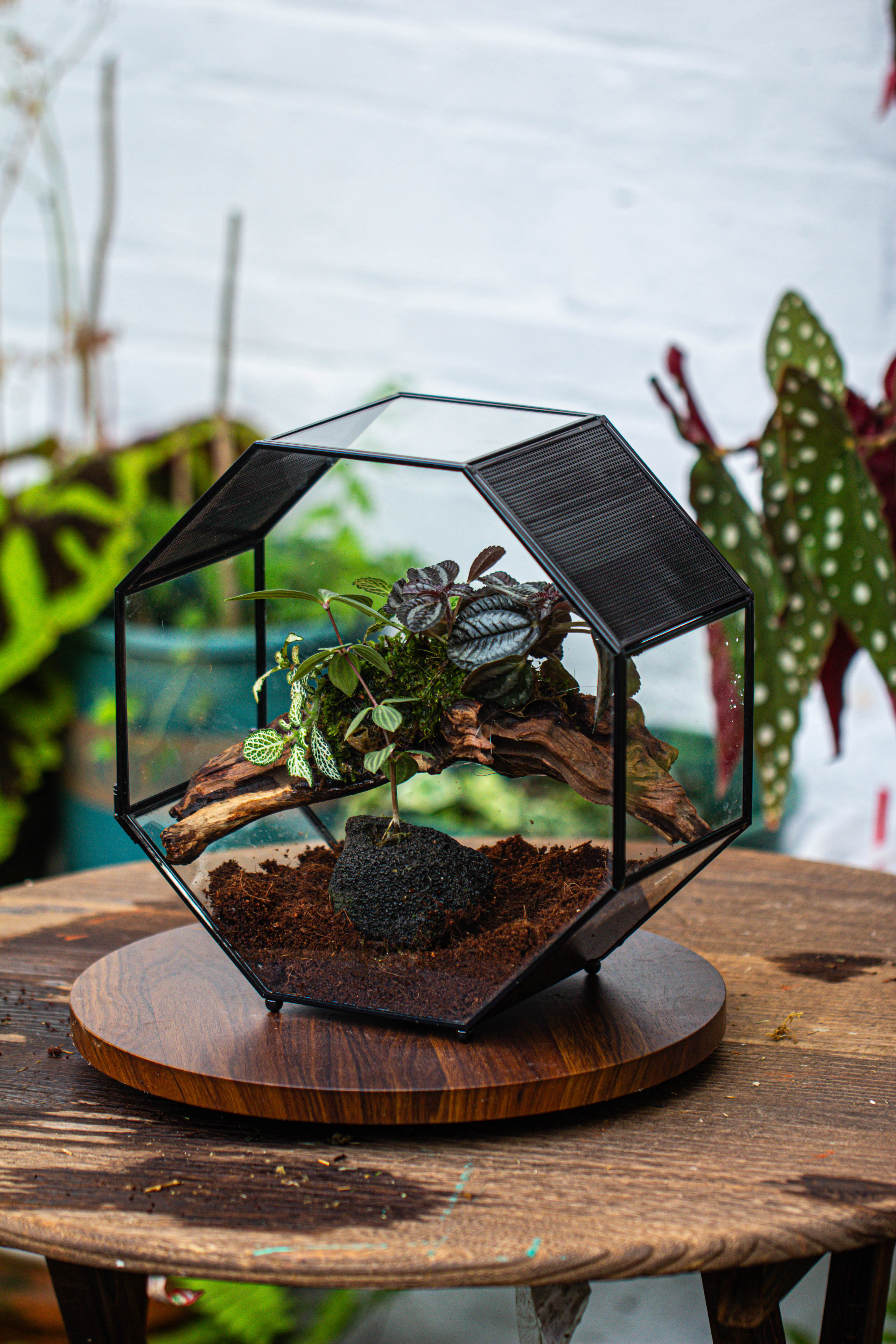 Handmade Octagon Glass Geometric Terrarium with Side Vent, Spider Terrarium, Jumping Spider/Snail Terrarium, Jumping Spider Enclosure - NCYPgarden