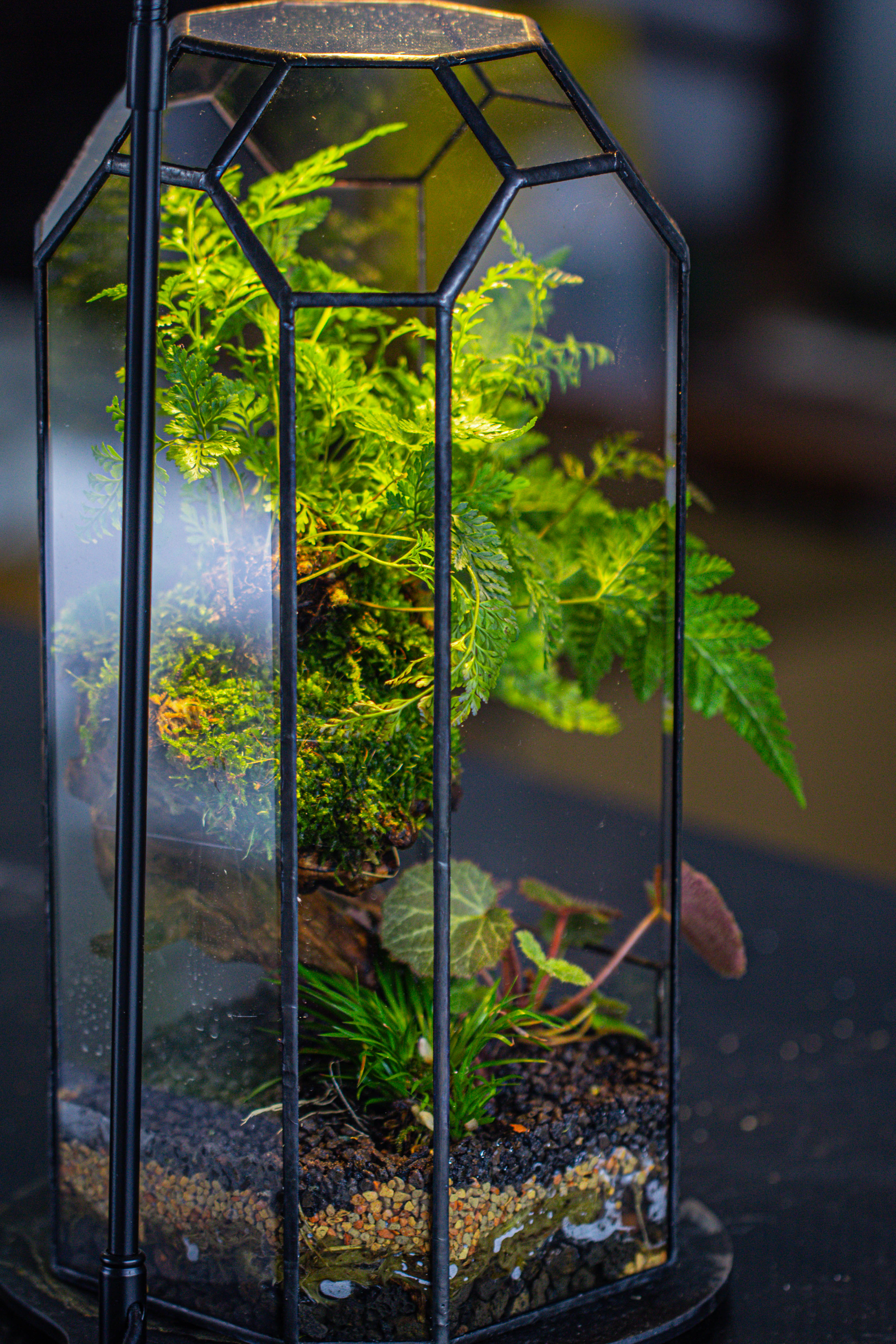 Vintage Tall Octagon Geometric Tin Glass Terrarium , 12.6" , open, suitable for tall plants, orchid, small begonia Pitcher, Micro landscape - NCYPgarden