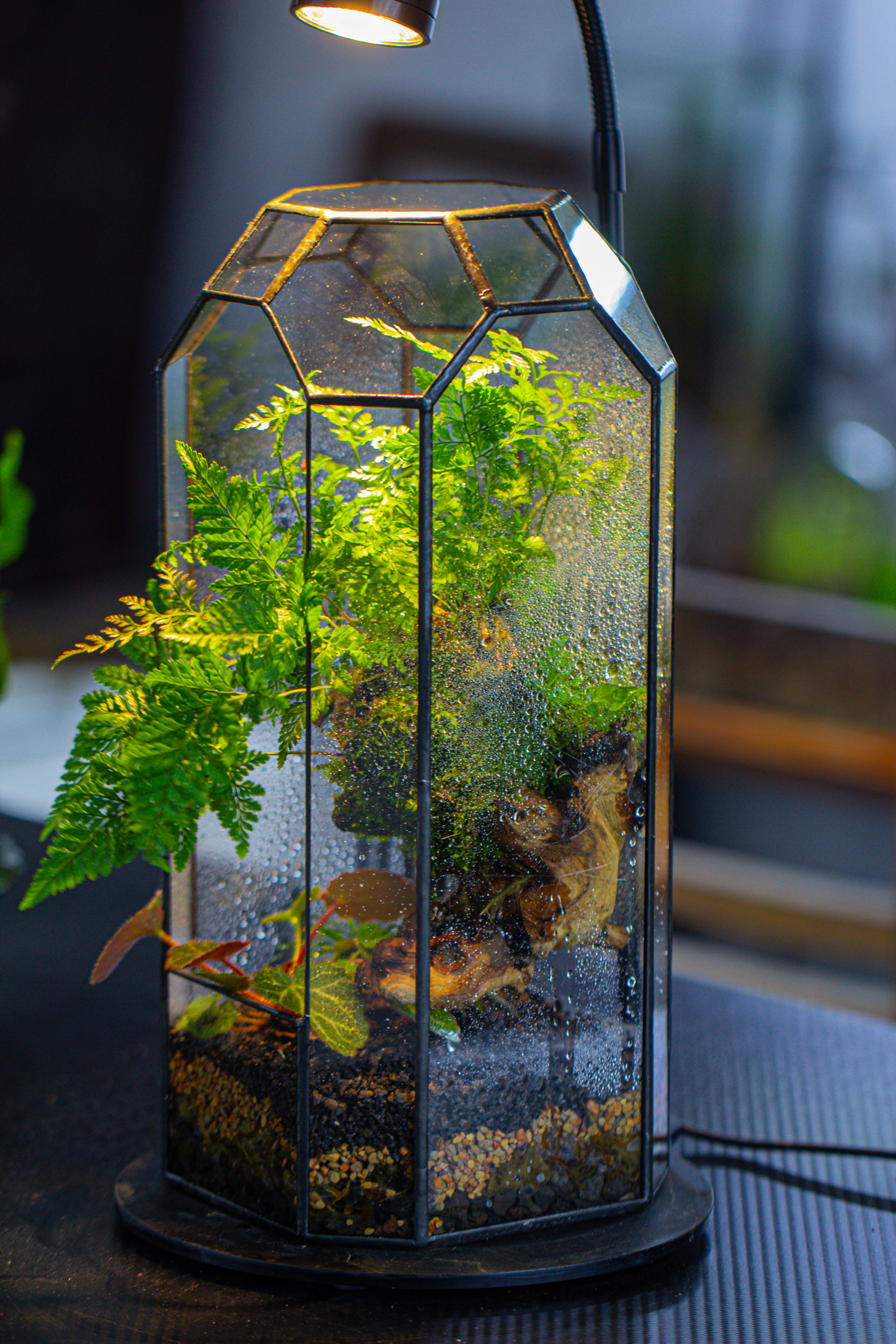 Vintage Tall Octagon Geometric Tin Glass Terrarium , 12.6" , open, suitable for tall plants, orchid, small begonia Pitcher, Micro landscape - NCYPgarden