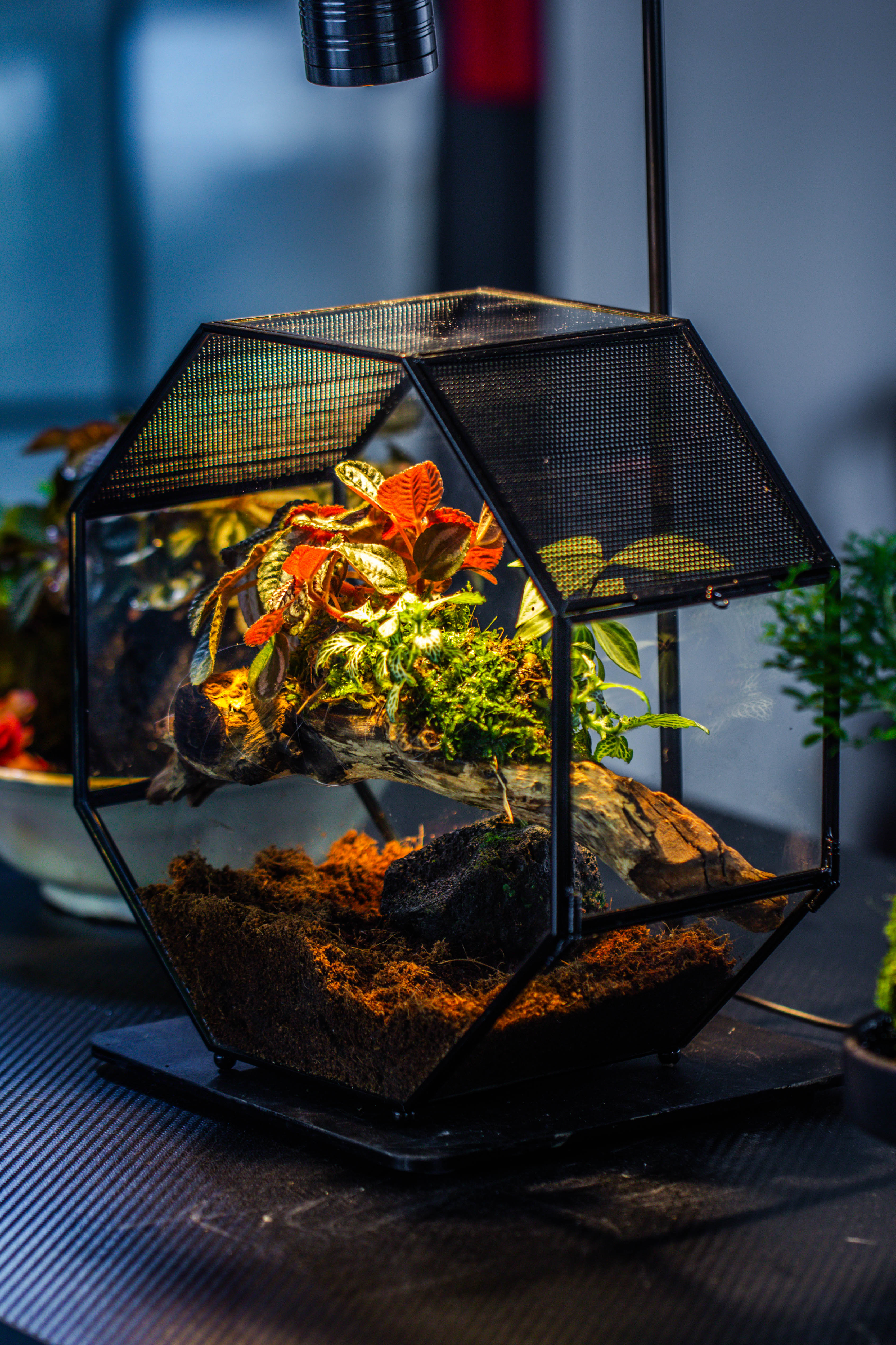 Handmade Octagon Glass Geometric Terrarium with Side Vent, Spider Terrarium, Jumping Spider/Snail Terrarium, Jumping Spider Enclosure - NCYPgarden