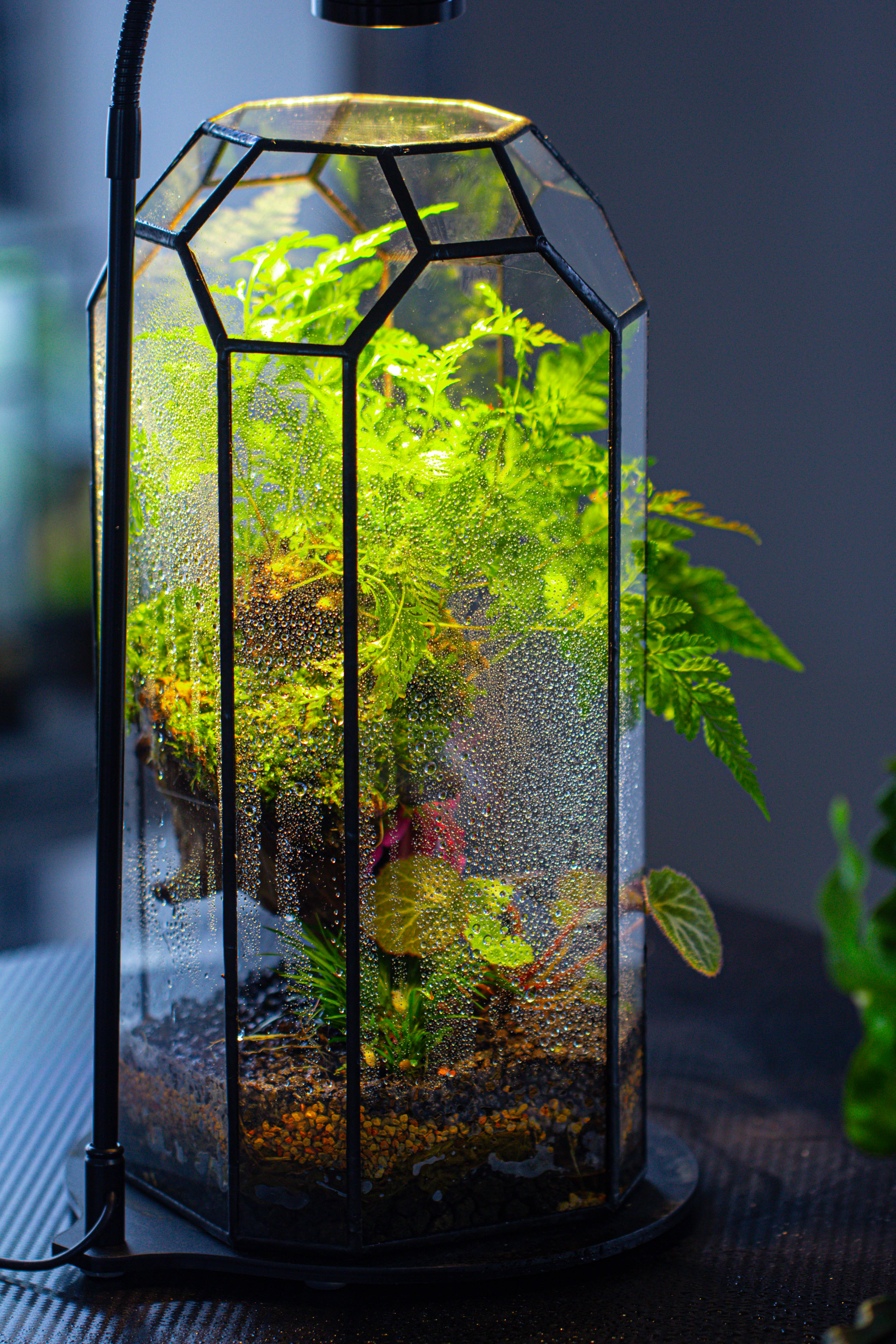 Vintage Tall Octagon Geometric Tin Glass Terrarium , 12.6" , open, suitable for tall plants, orchid, small begonia Pitcher, Micro landscape - NCYPgarden