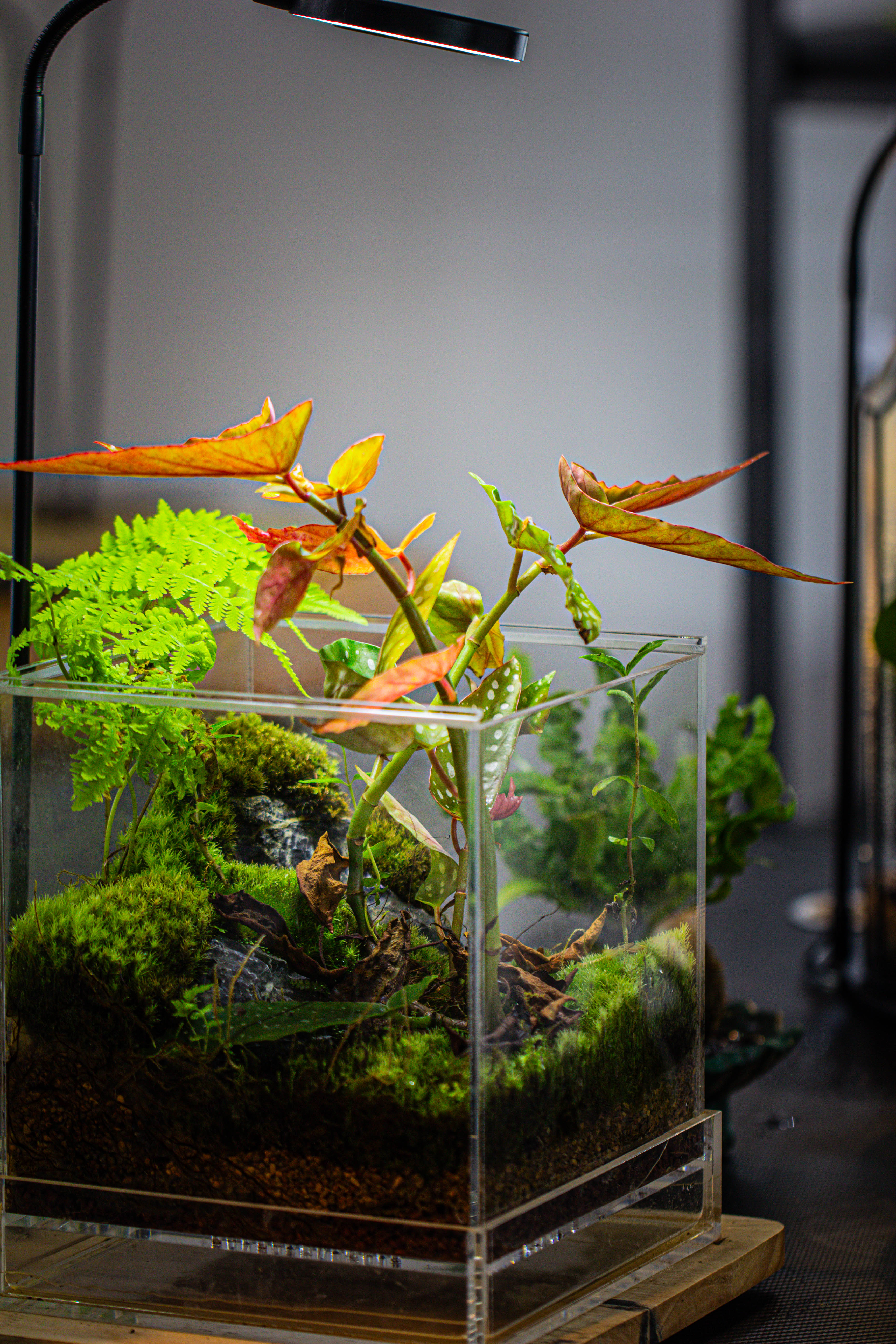 NCYP Acrylic Close terrarium with drainage bottom, suits for Fly Trap, Pitcher Plants, Moss Ball, Nursery, Small tropical Plants - NCYPgarden