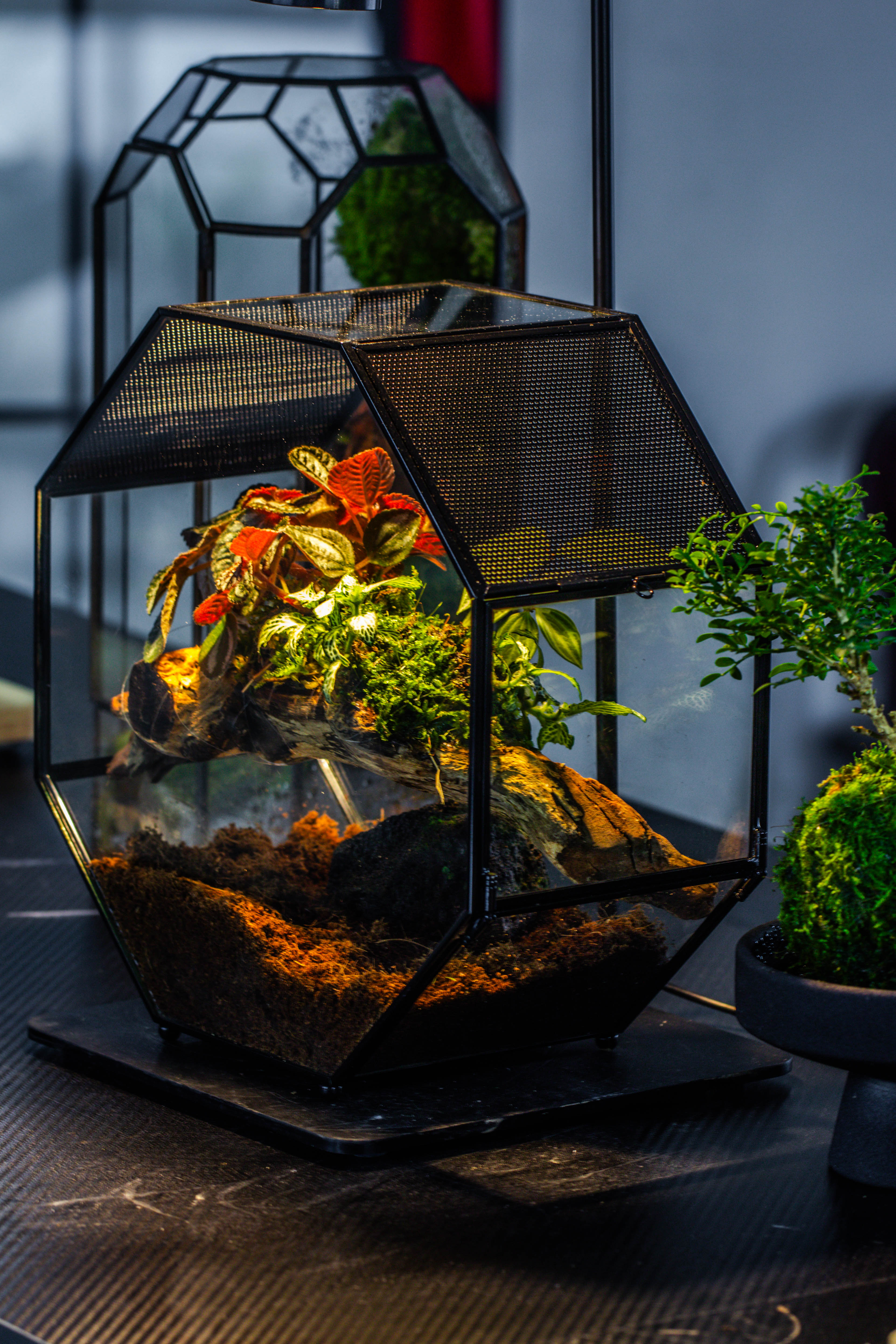 Handmade Octagon Glass Geometric Terrarium with Side Vent, Spider Terrarium, Jumping Spider/Snail Terrarium, Jumping Spider Enclosure - NCYPgarden