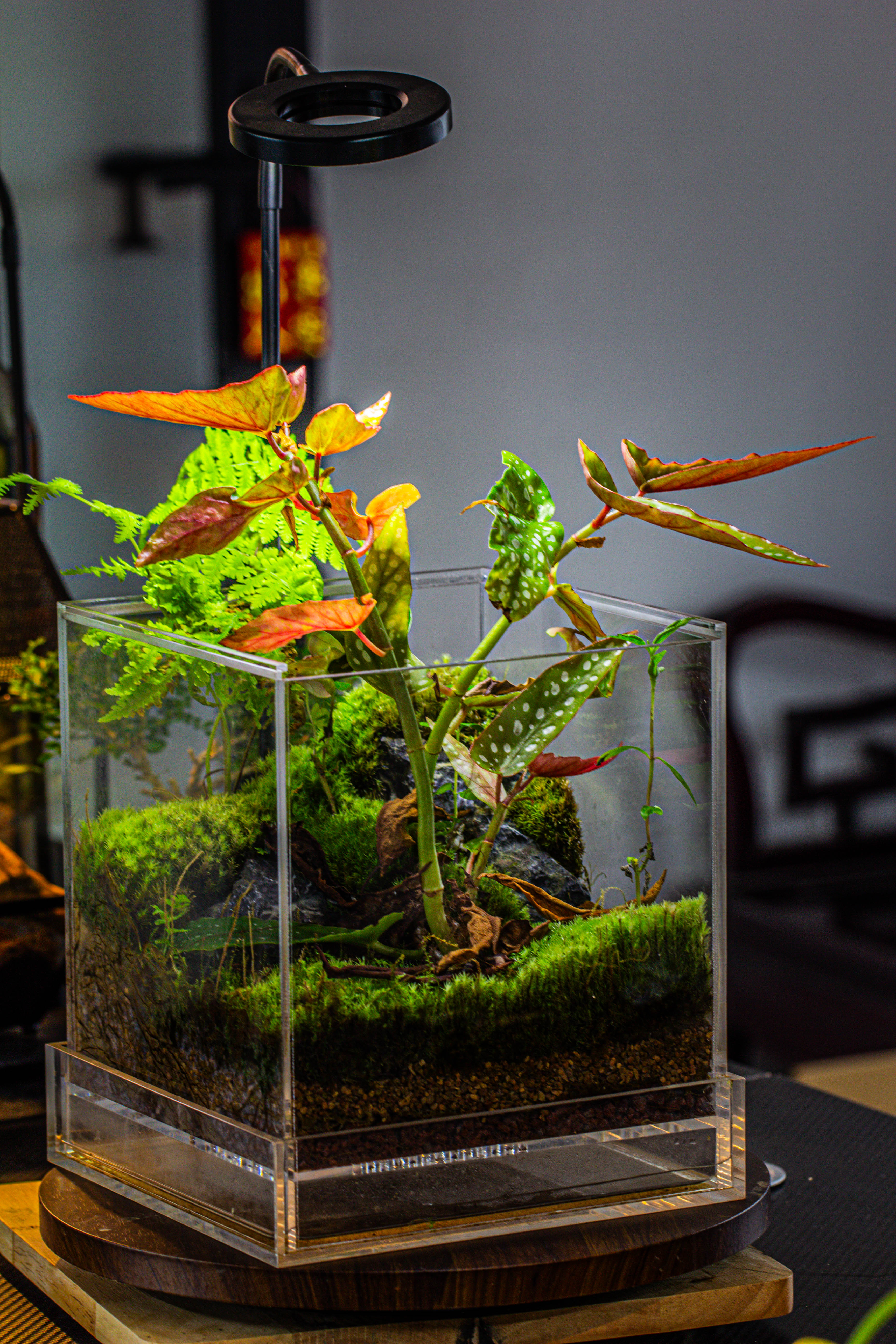 NCYP Acrylic Close terrarium with drainage bottom, suits for Fly Trap, Pitcher Plants, Moss Ball, Nursery, Small tropical Plants - NCYPgarden