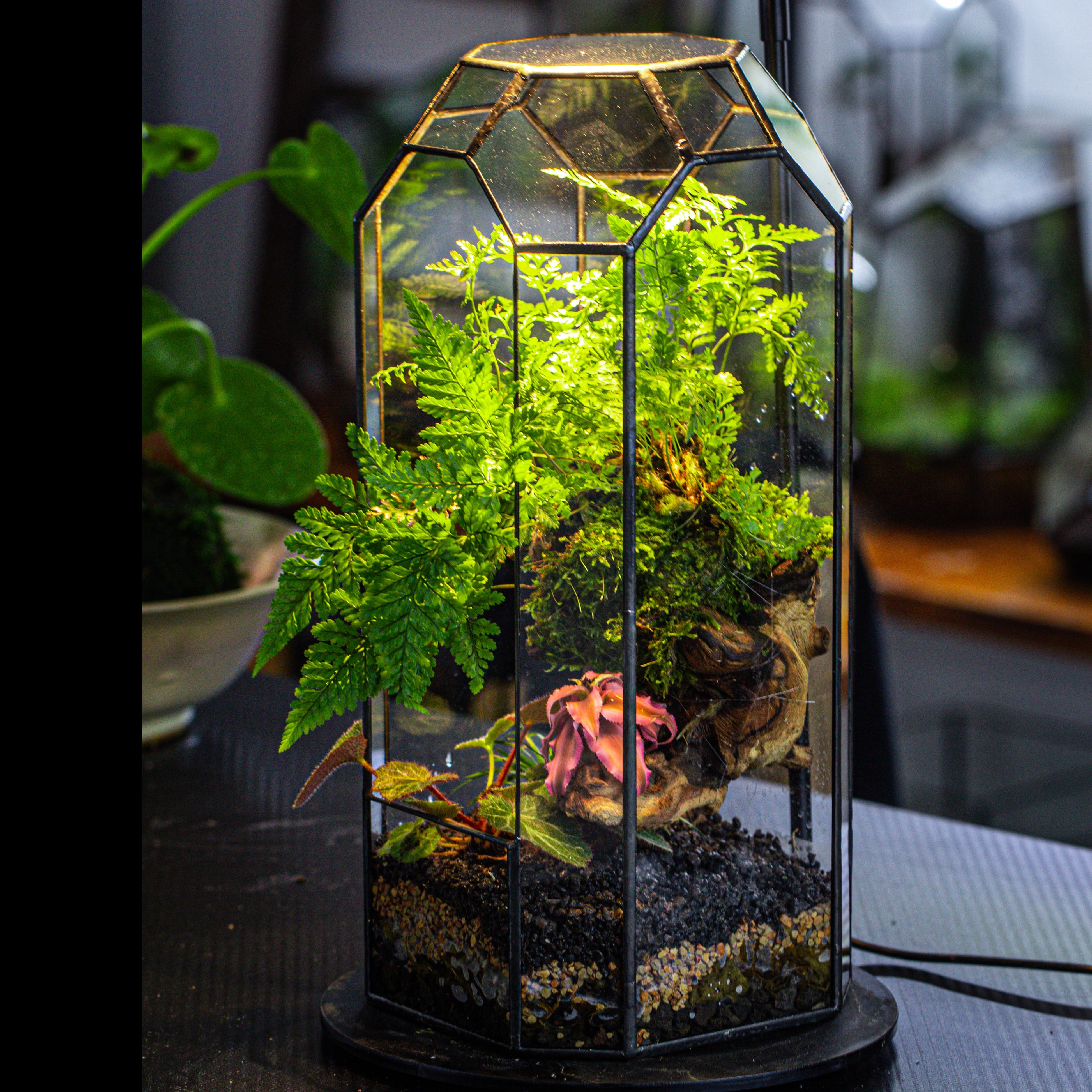 Vintage Tall Octagon Geometric Tin Glass Terrarium , 12.6" , open, suitable for tall plants, orchid, small begonia Pitcher, Micro landscape - NCYPgarden