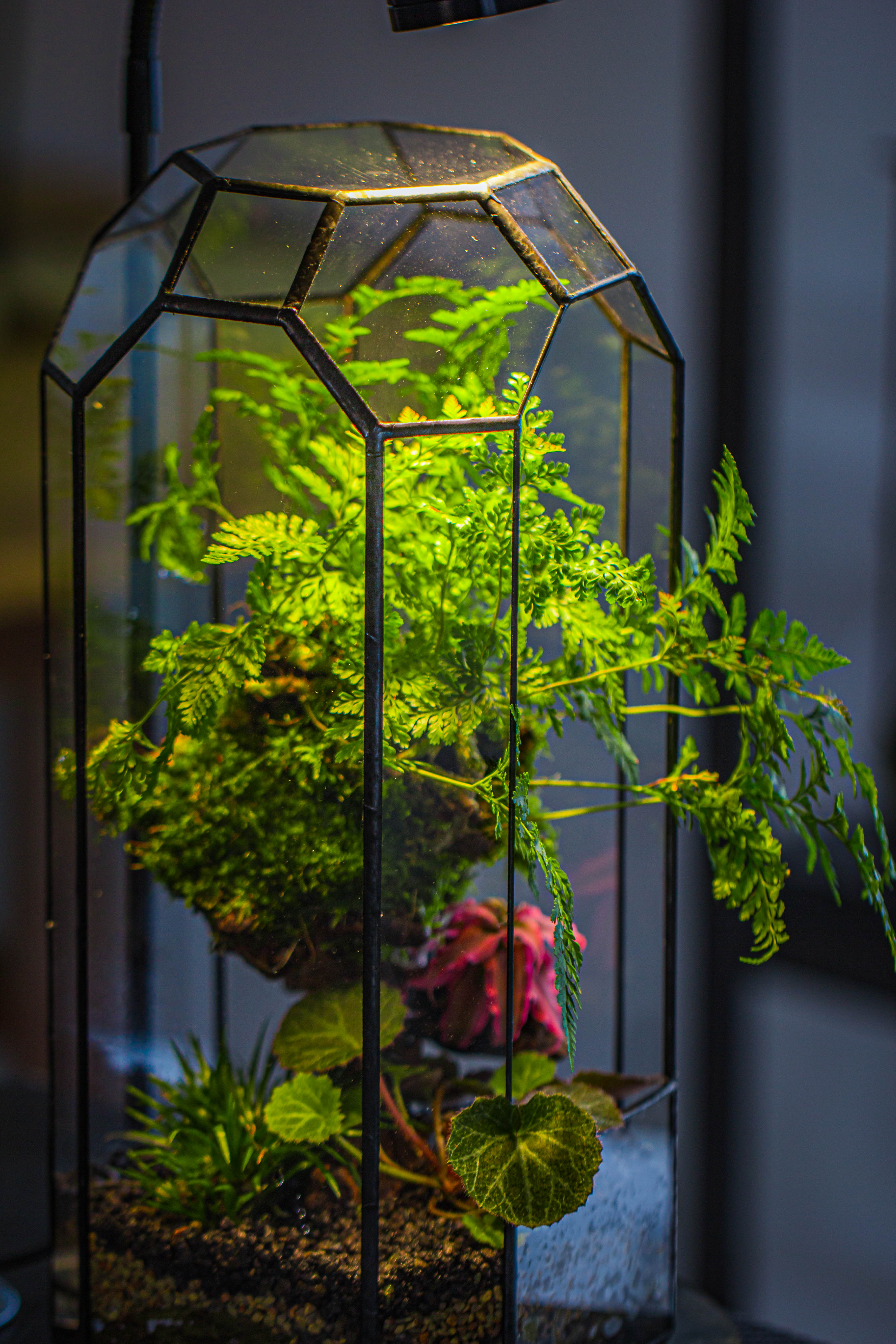 Vintage Tall Octagon Geometric Tin Glass Terrarium , 12.6" , open, suitable for tall plants, orchid, small begonia Pitcher, Micro landscape - NCYPgarden