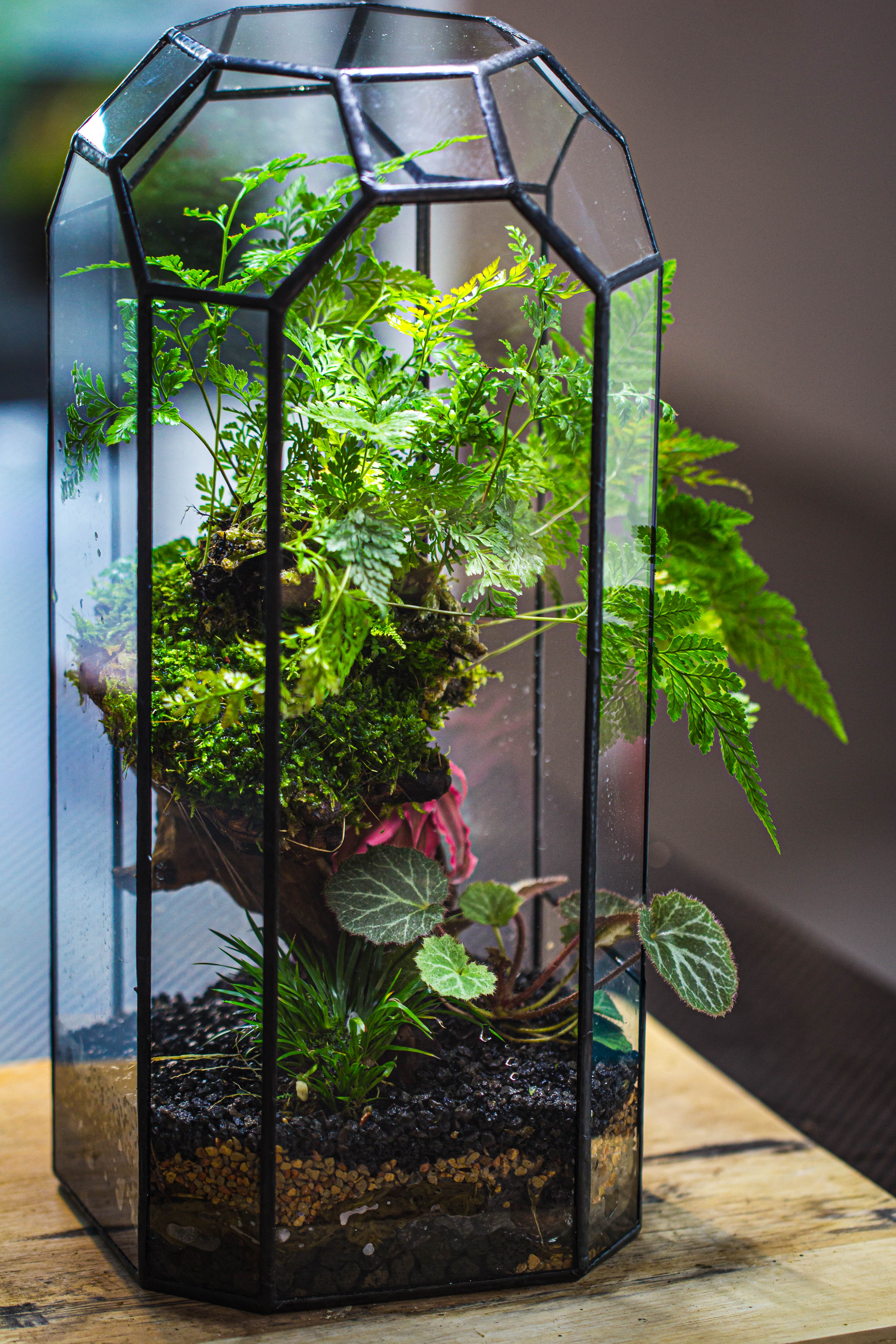 Vintage Tall Octagon Geometric Tin Glass Terrarium , 12.6" , open, suitable for tall plants, orchid, small begonia Pitcher, Micro landscape - NCYPgarden