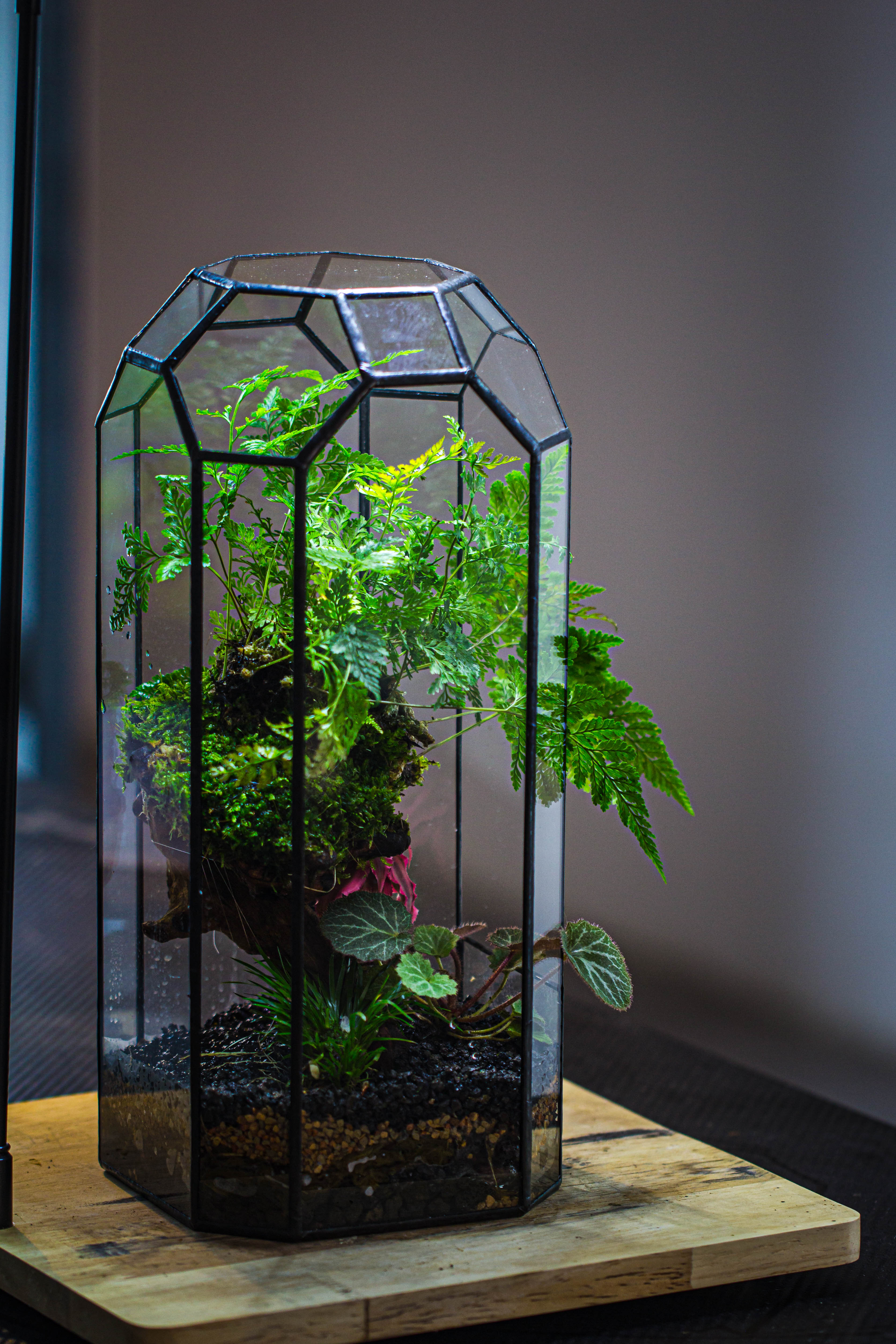 Vintage Tall Octagon Geometric Tin Glass Terrarium , 12.6" , open, suitable for tall plants, orchid, small begonia Pitcher, Micro landscape - NCYPgarden