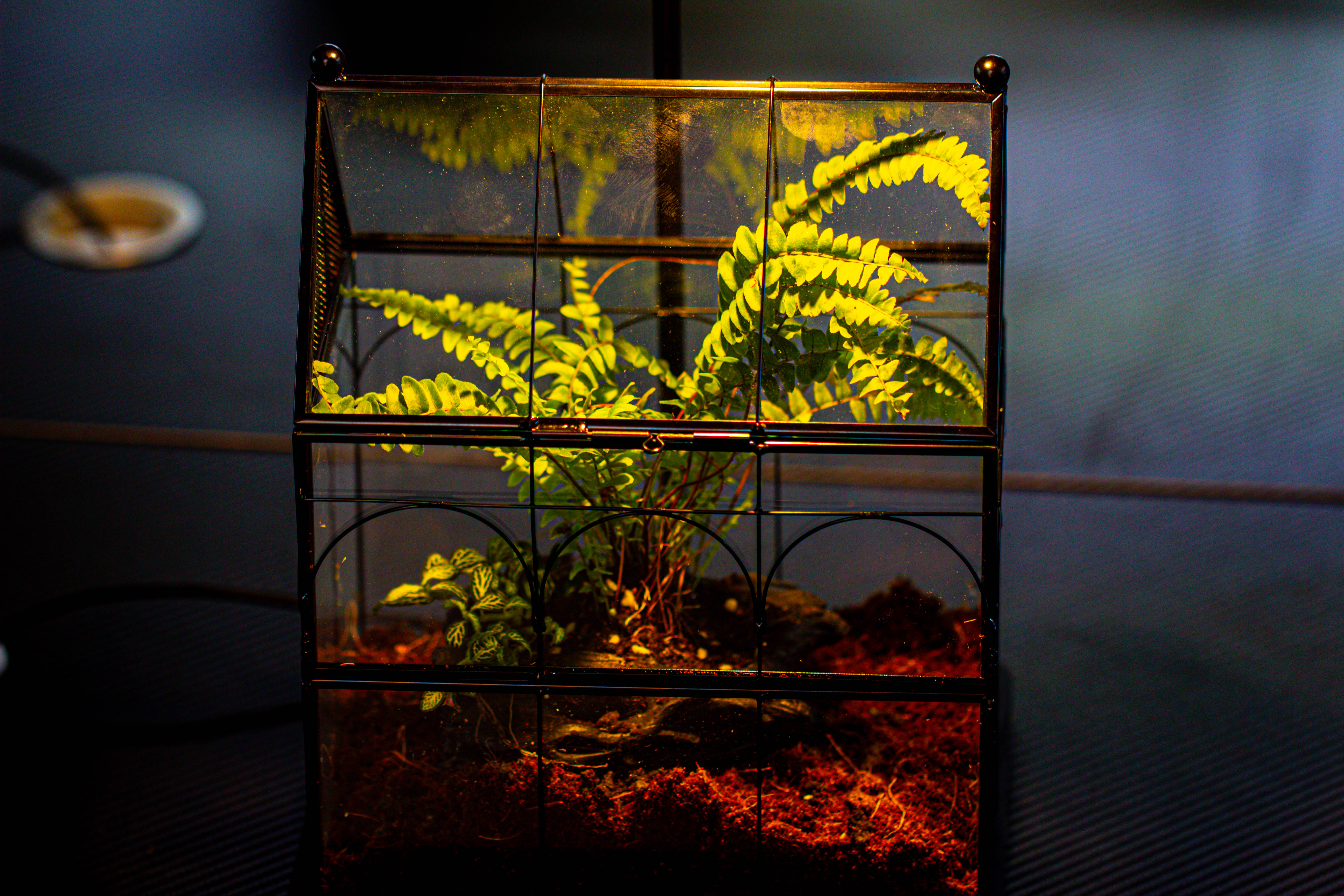 Handmade Terrarium with Light, House Shape Glass Geometric Terrarium with LED Light Set - NCYPgarden