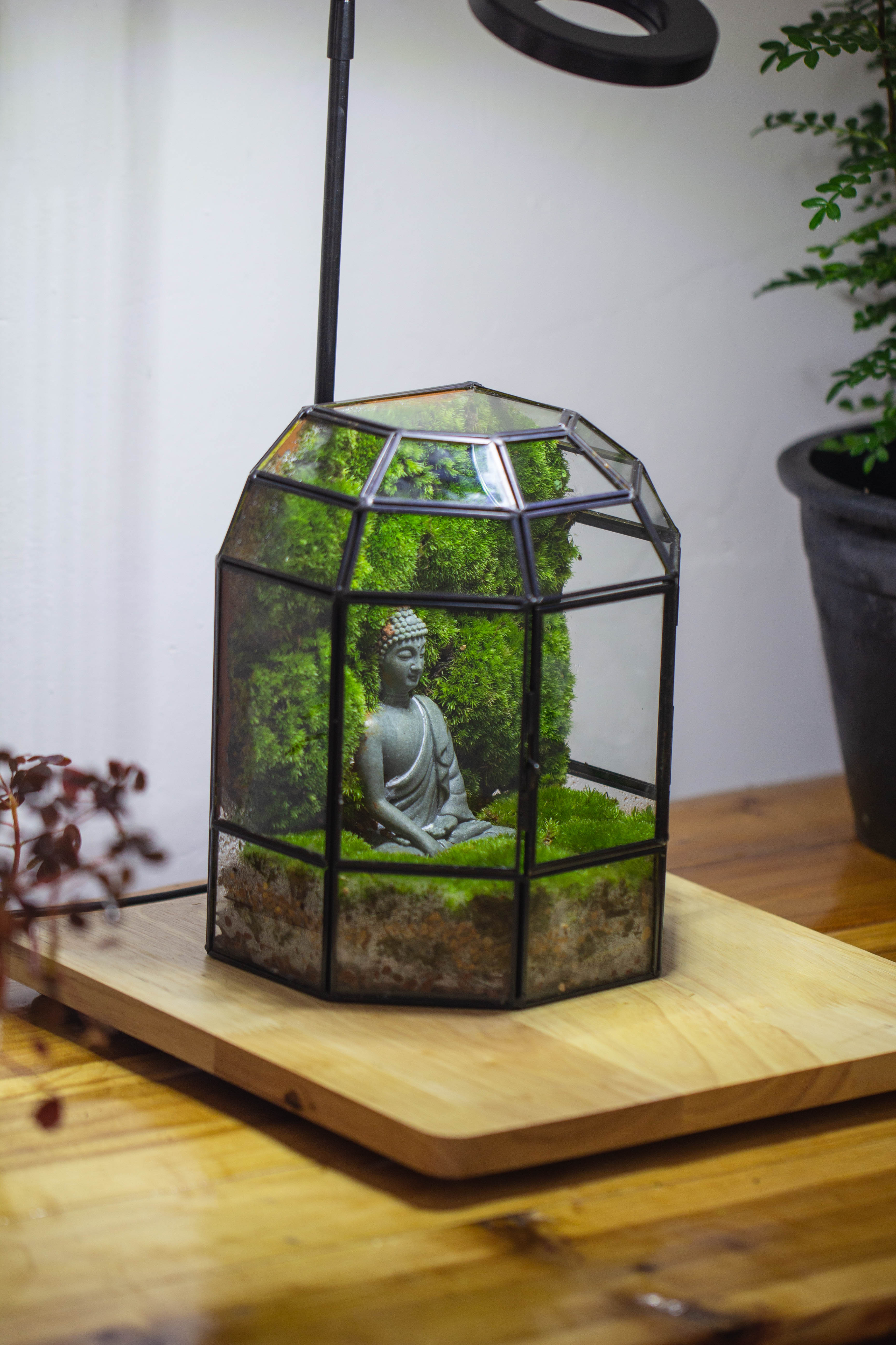 NCYP Half Dome Geometric Glass Terrarium Round, Closed Succulents Planter Pot Miniature Landscape Bonsai Container - NCYPgarden