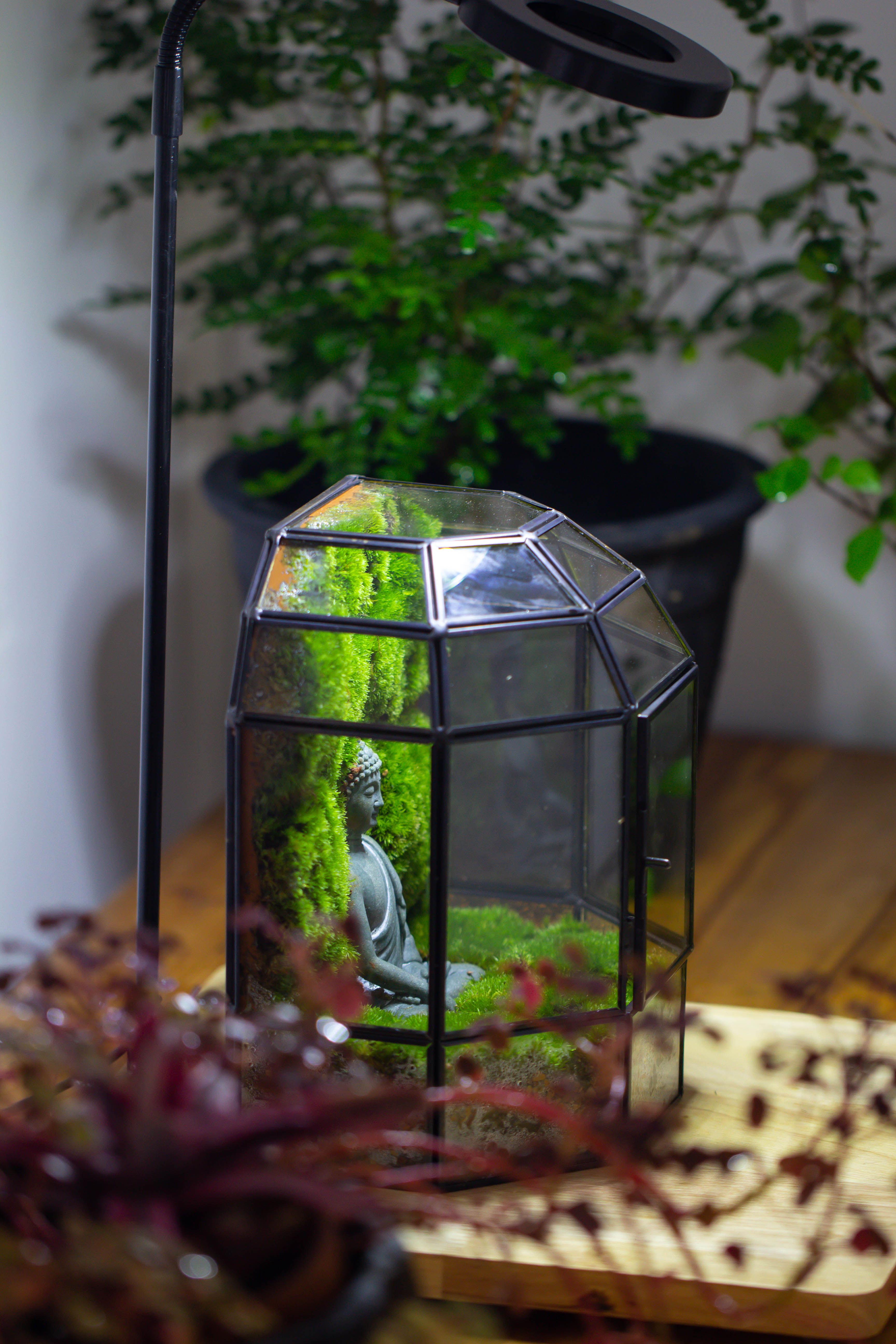 NCYP Half Dome Geometric Glass Terrarium Round, Closed Succulents Planter Pot Miniature Landscape Bonsai Container - NCYPgarden