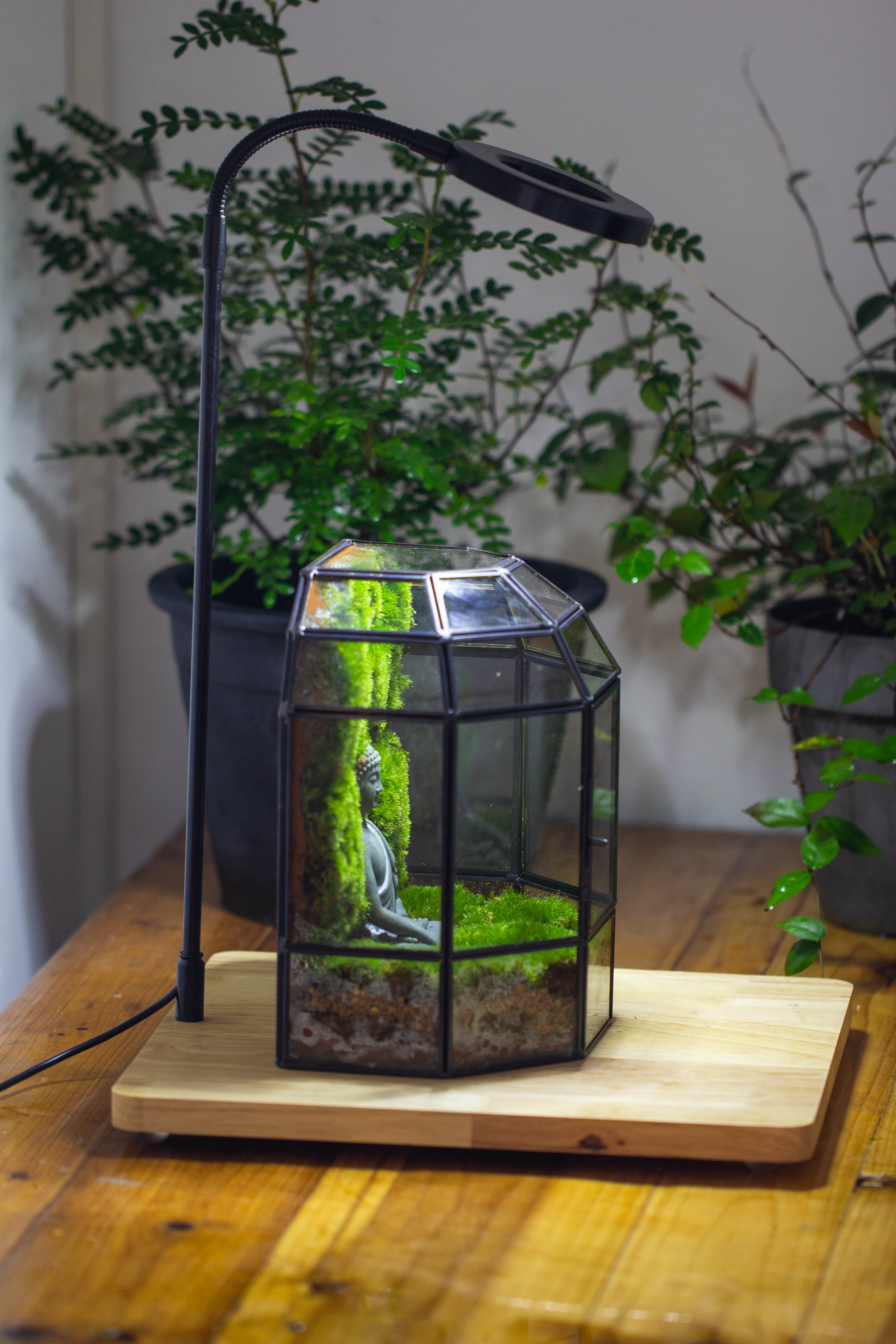 NCYP Half Dome Geometric Glass Terrarium Round, Closed Succulents Planter Pot Miniature Landscape Bonsai Container - NCYPgarden