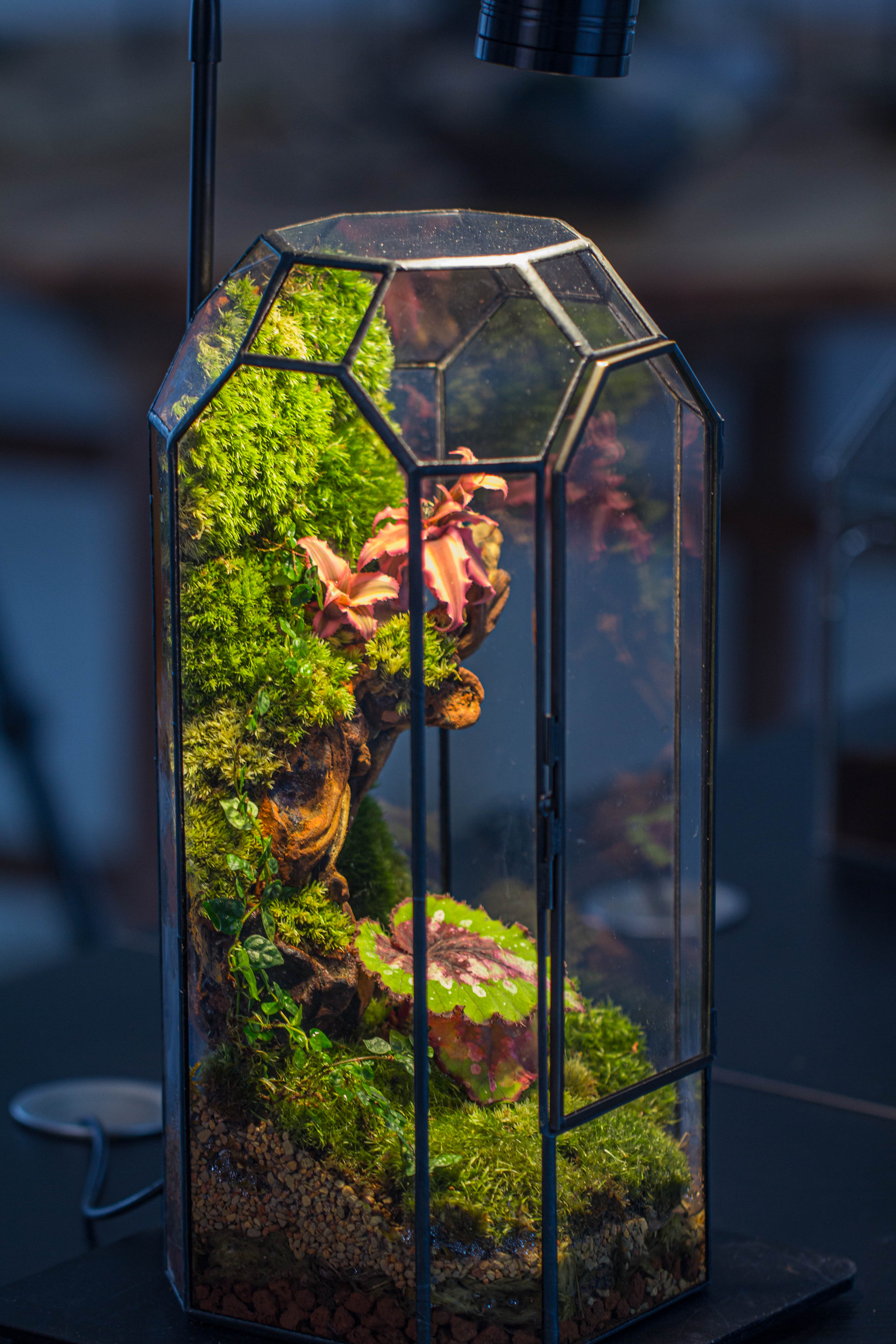 Vintage Tall Octagon Geometric Tin Glass Terrarium , 12.6" , close, suitable for tall plants, orchid, small begonia Pitcher, Micro landscape - NCYPgarden