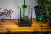 NCYP Watertight Open Geometric Glass Tin Terrarium, for small waterpond, Bog, moss landscape, Water pond, Carnivorous Plants - NCYPgarden