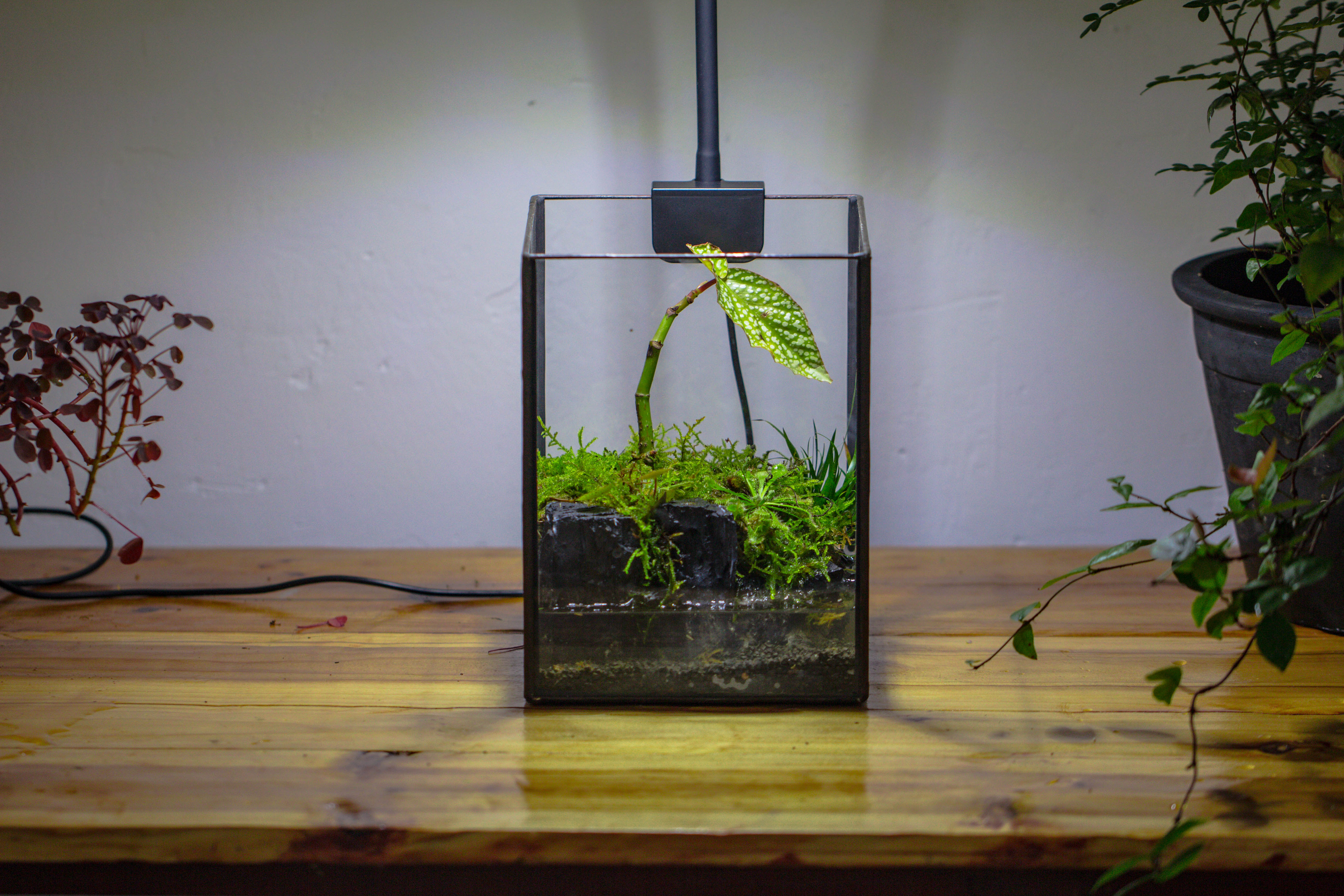 NCYP Watertight Open Geometric Glass Tin Terrarium, for small waterpond, Bog, moss landscape, Water pond, Carnivorous Plants - NCYPgarden