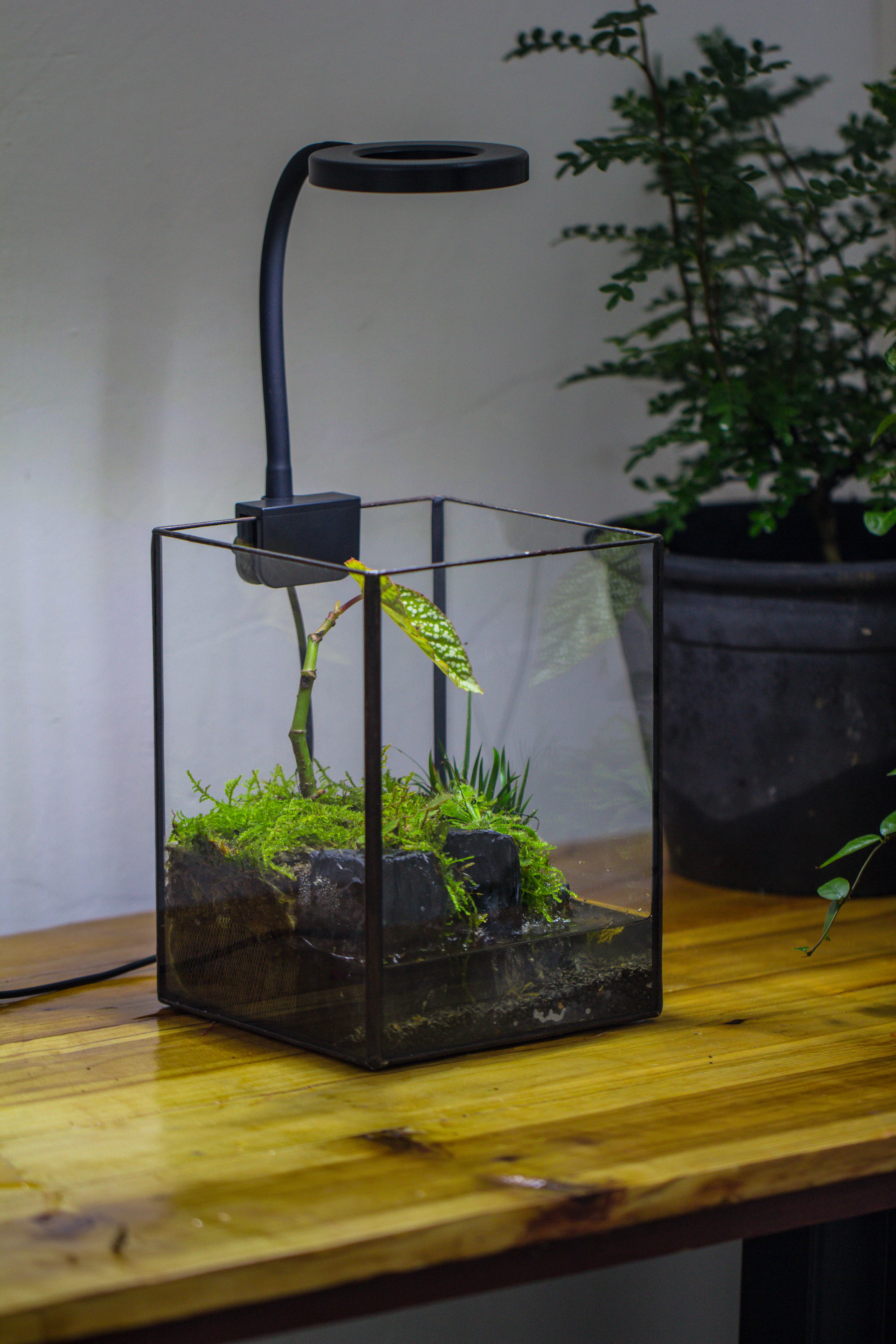 NCYP Watertight Open Geometric Glass Tin Terrarium, for small waterpond, Bog, moss landscape, Water pond, Carnivorous Plants - NCYPgarden